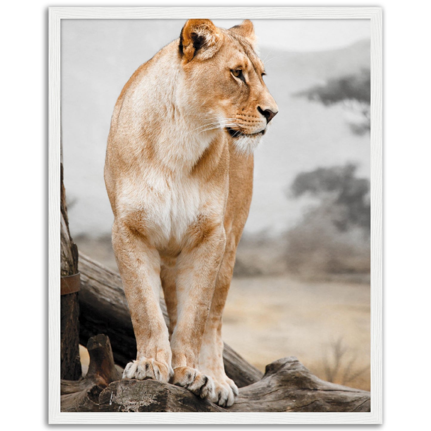 Lioness Print