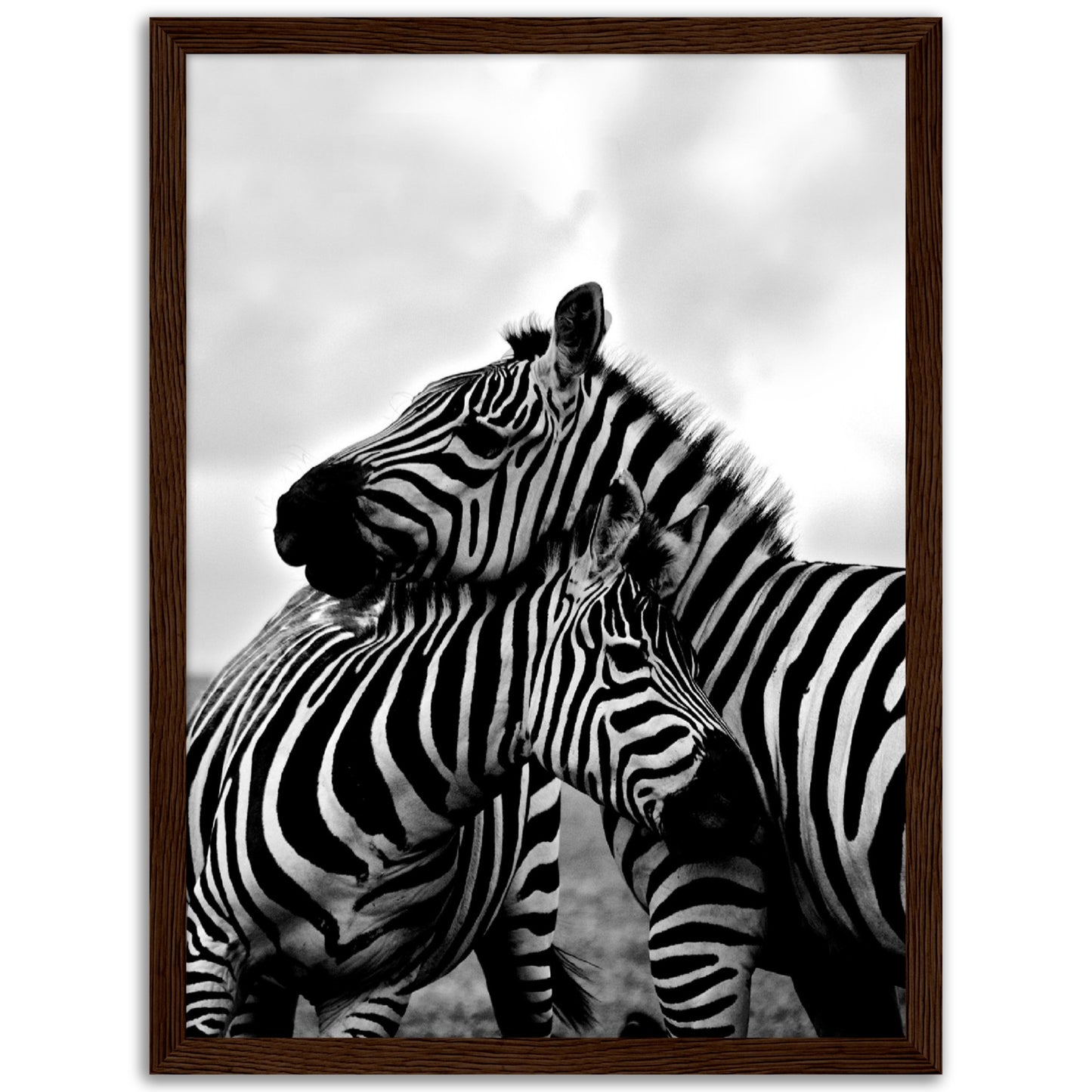 Zebras Print