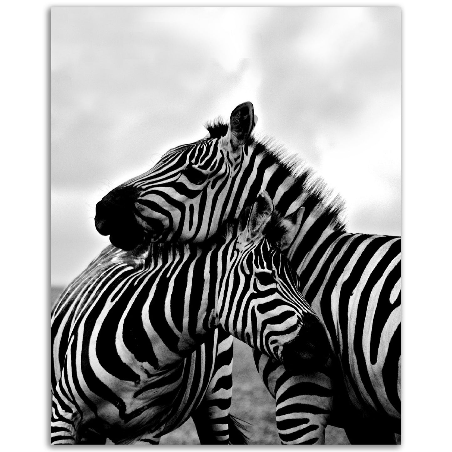 Zebras Print