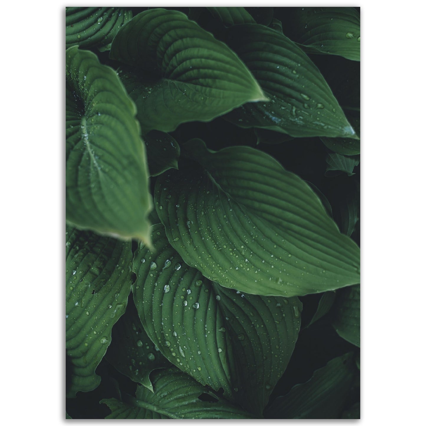 Droplets on Leaves Print