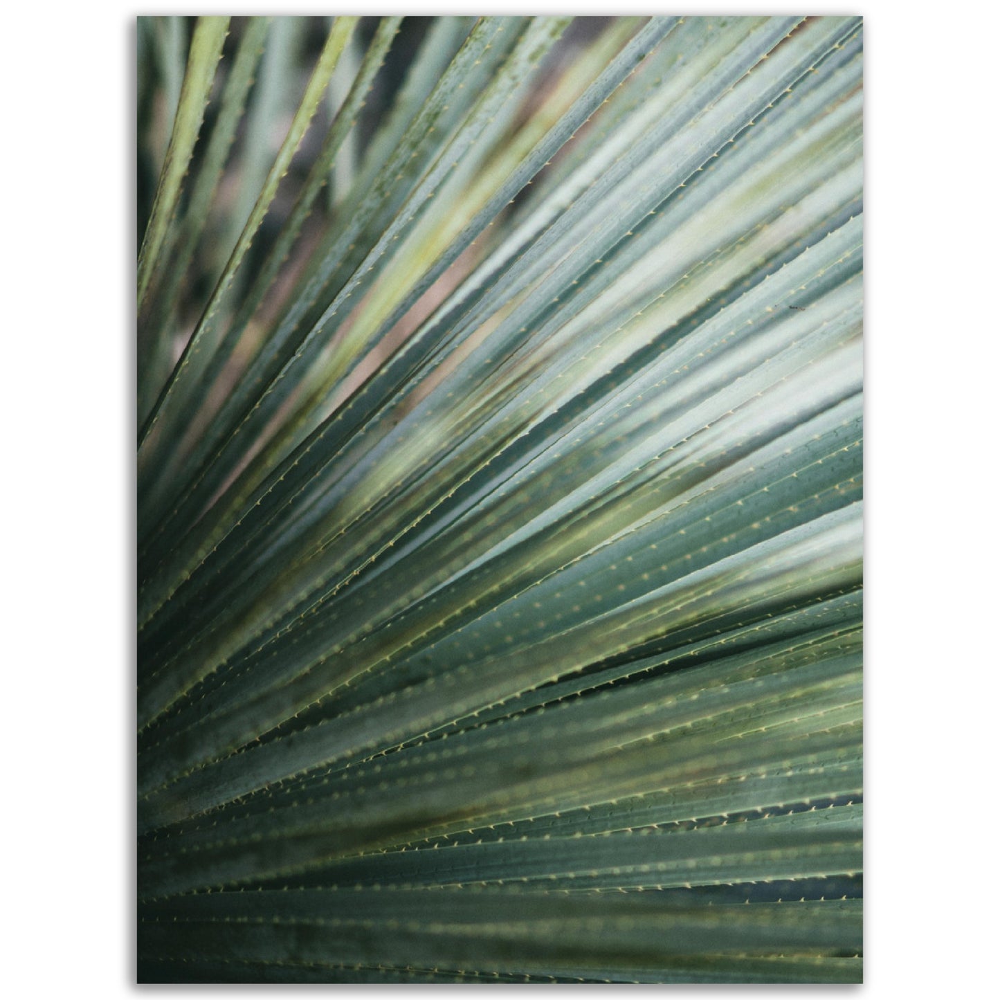 Palm Leaf Print