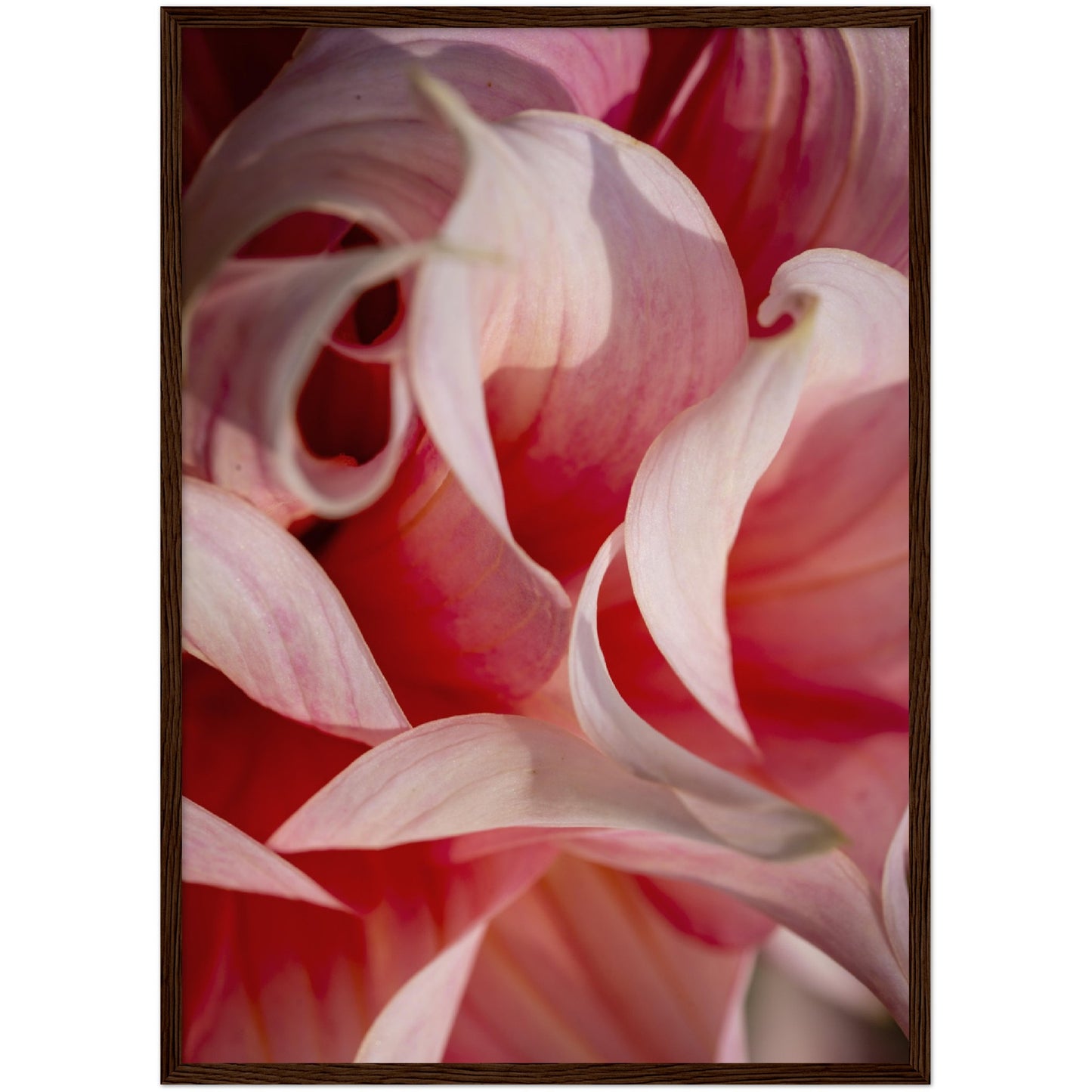 Pink Lilies Print