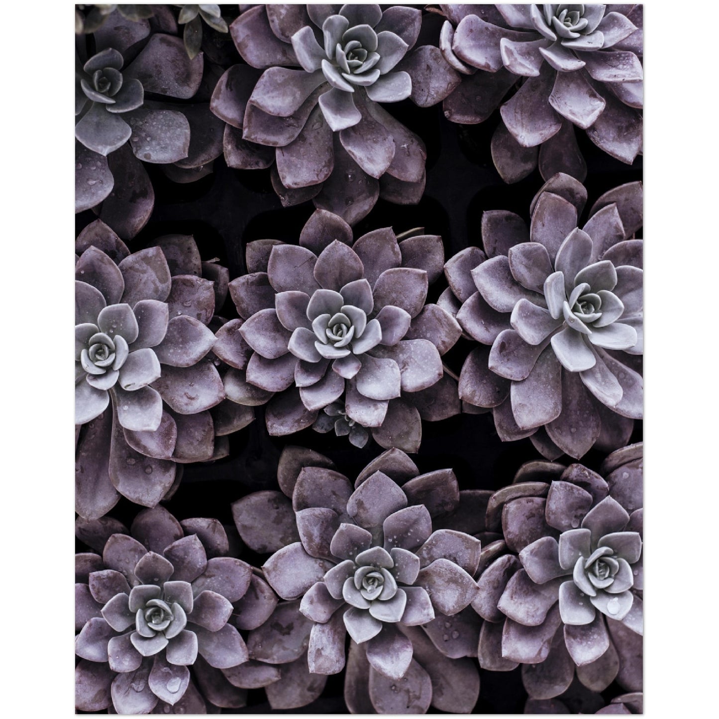 Purple Succulents Print