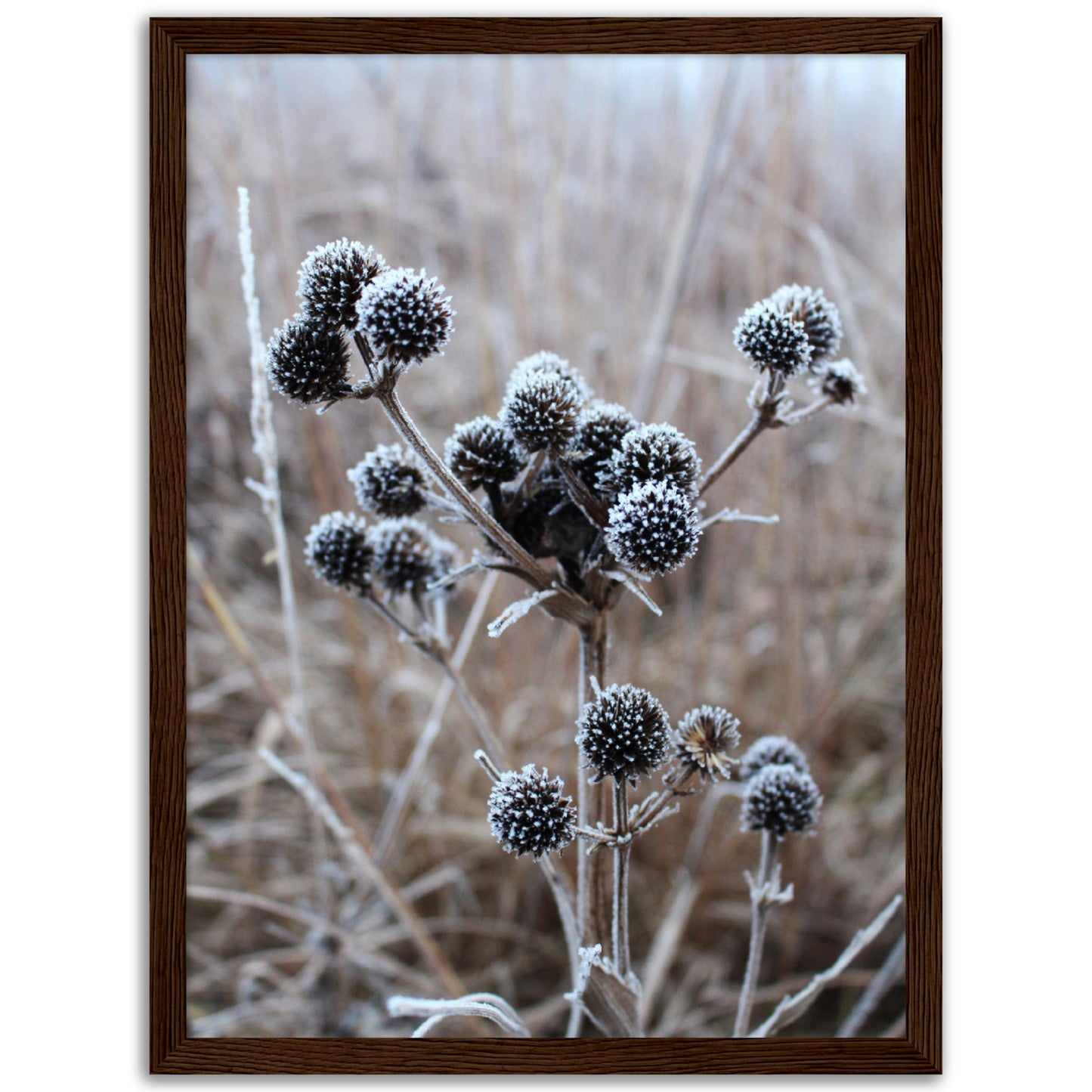 Frosty Flowers Print