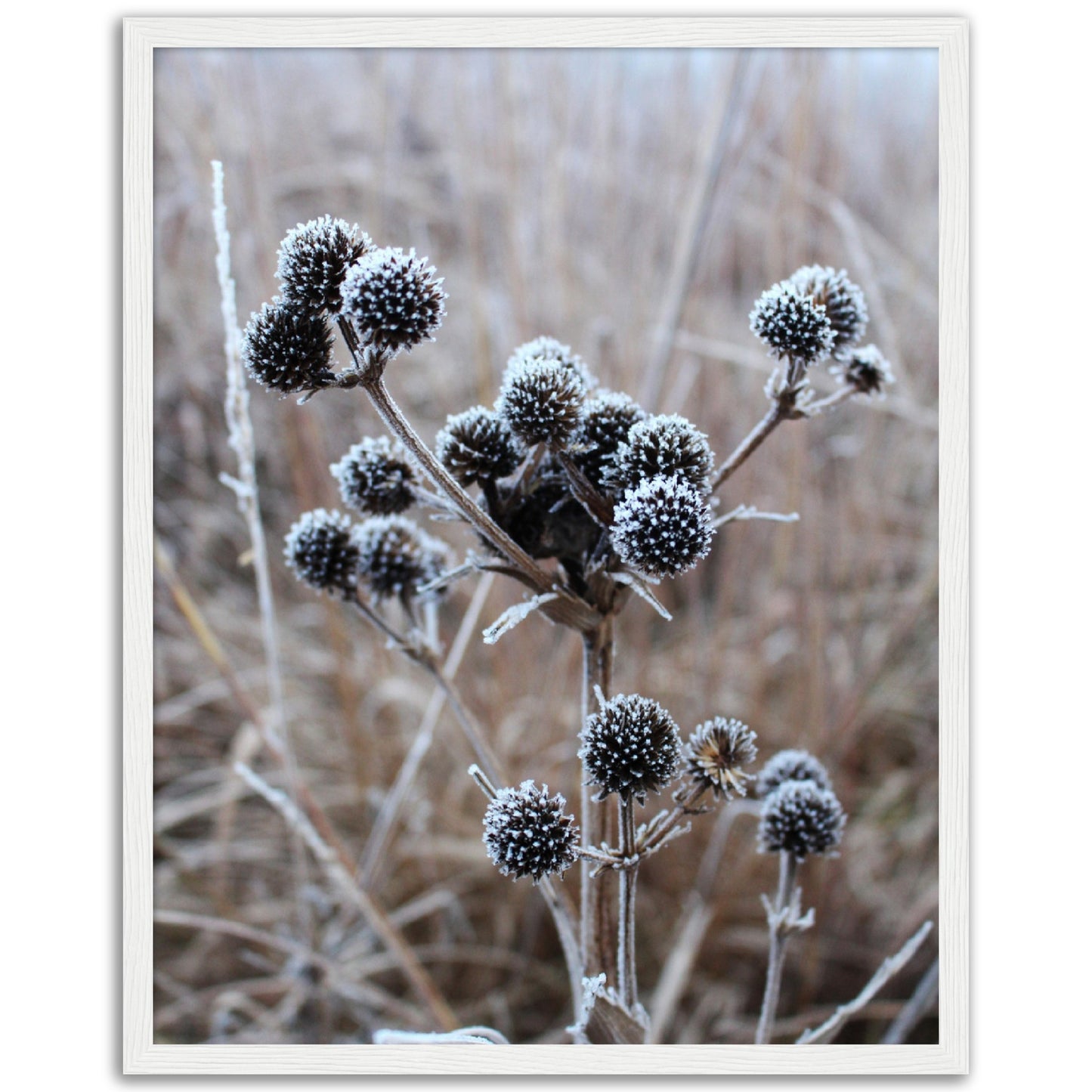 Frosty Flowers Print