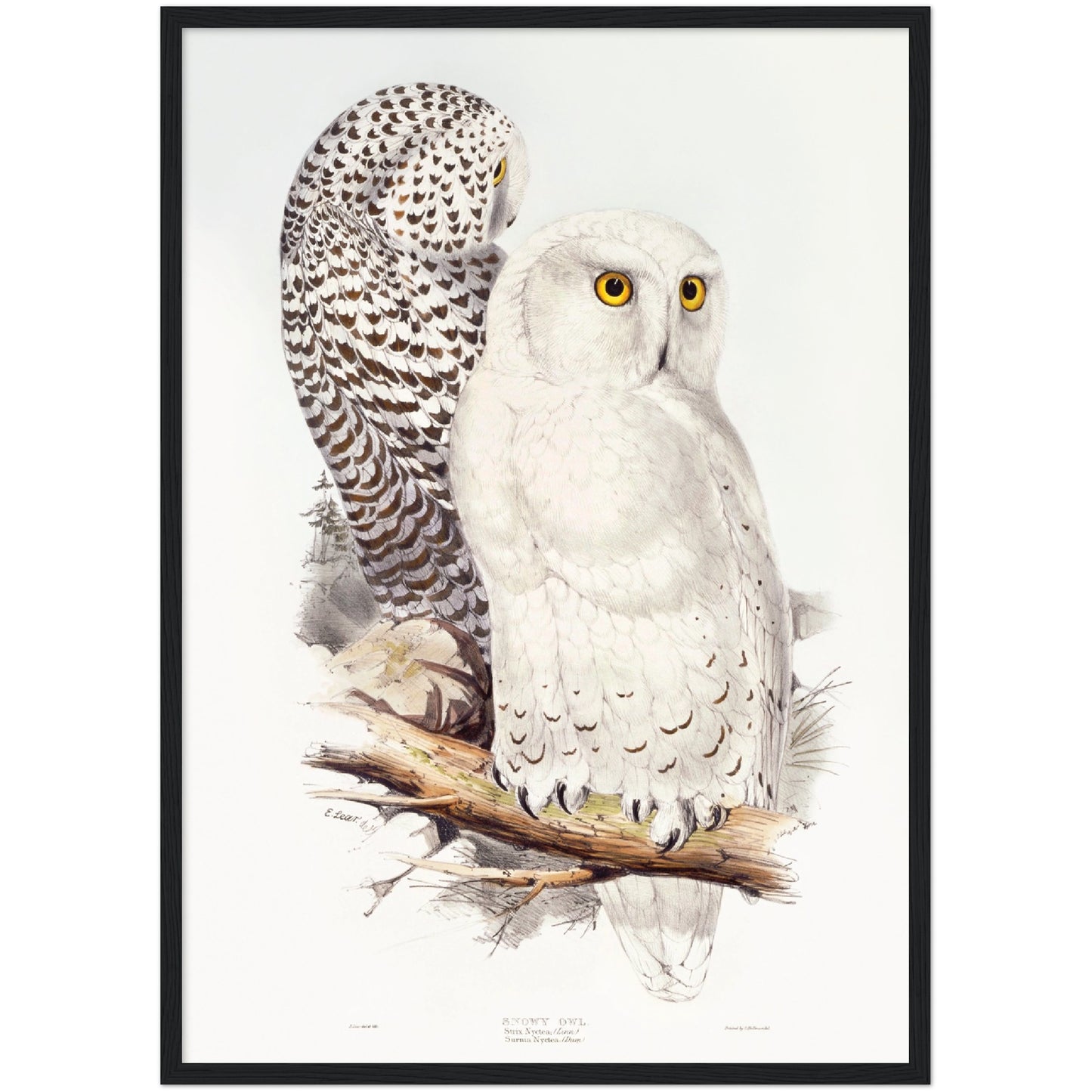 Snowy Owl Print