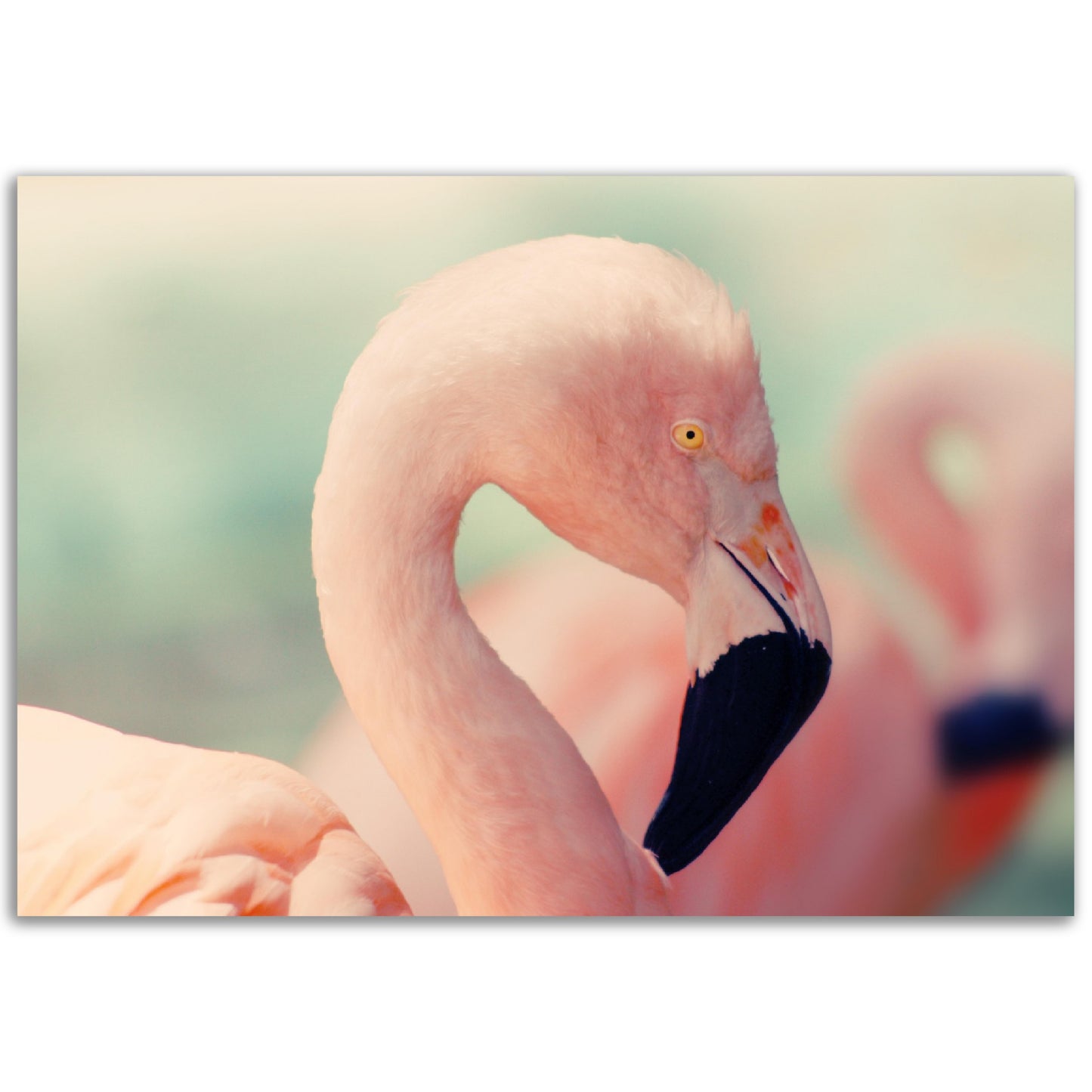 Pastel Flamingo Print