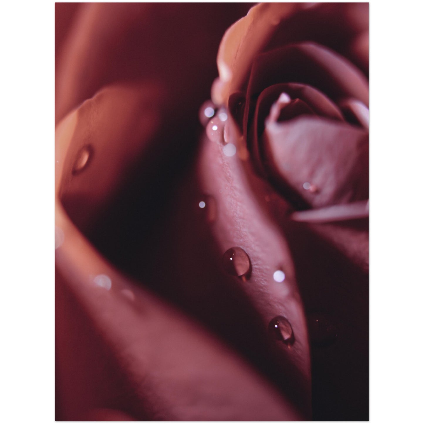 Droplets on Rose Print