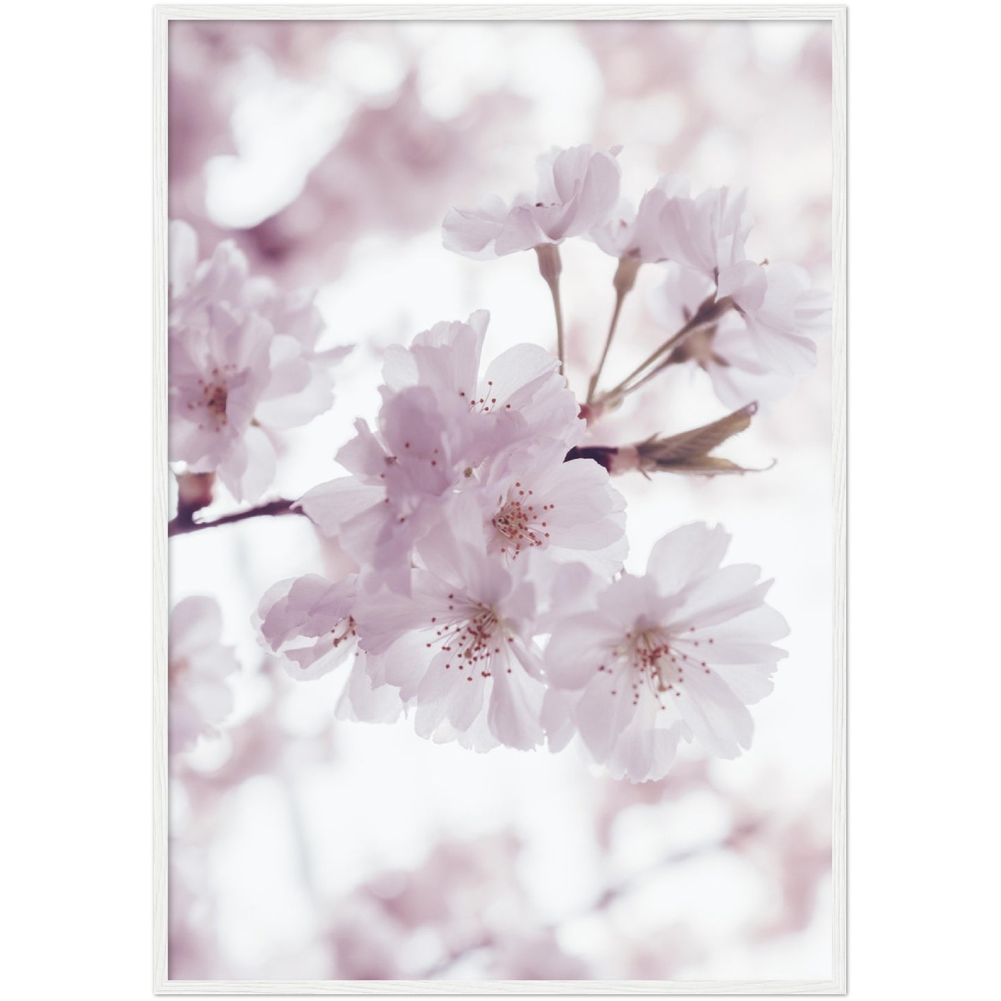 Cherry Blossoms Print