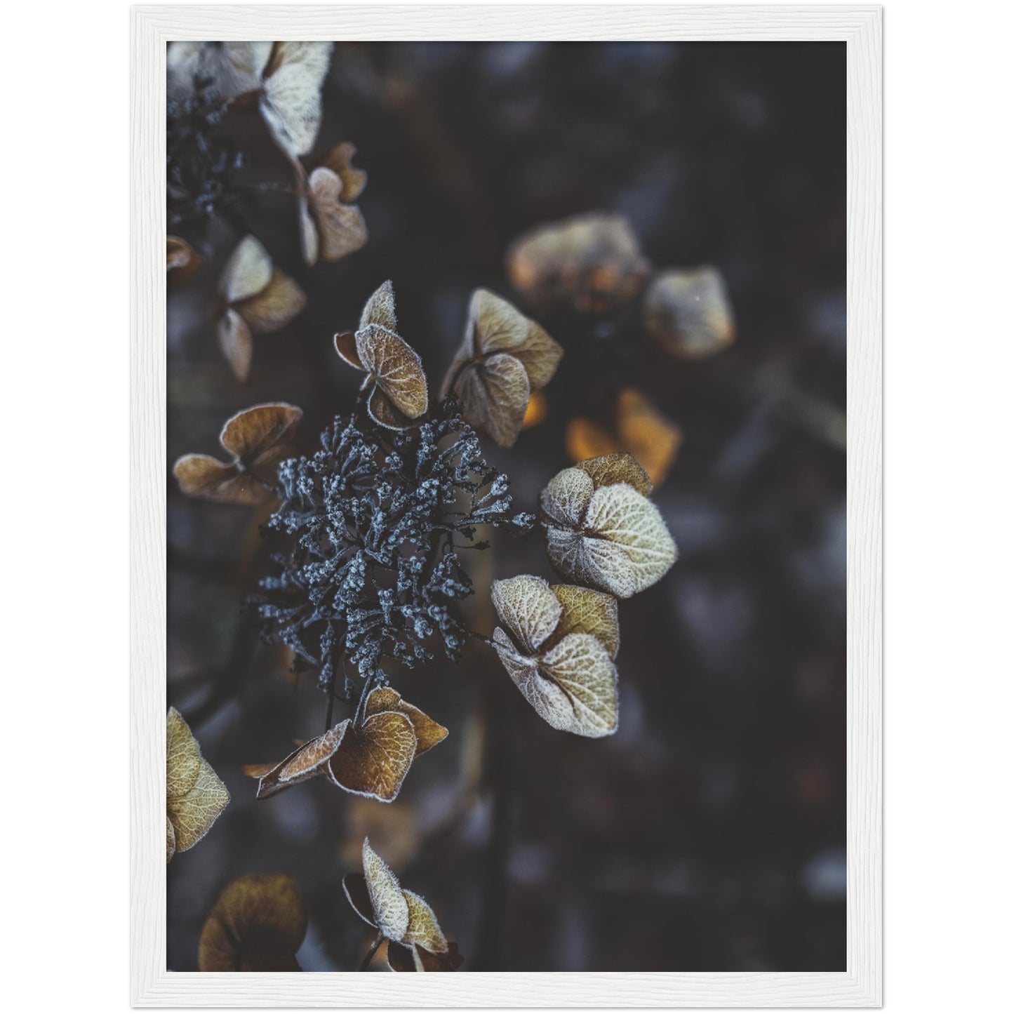 Frosty Hydrangea Print