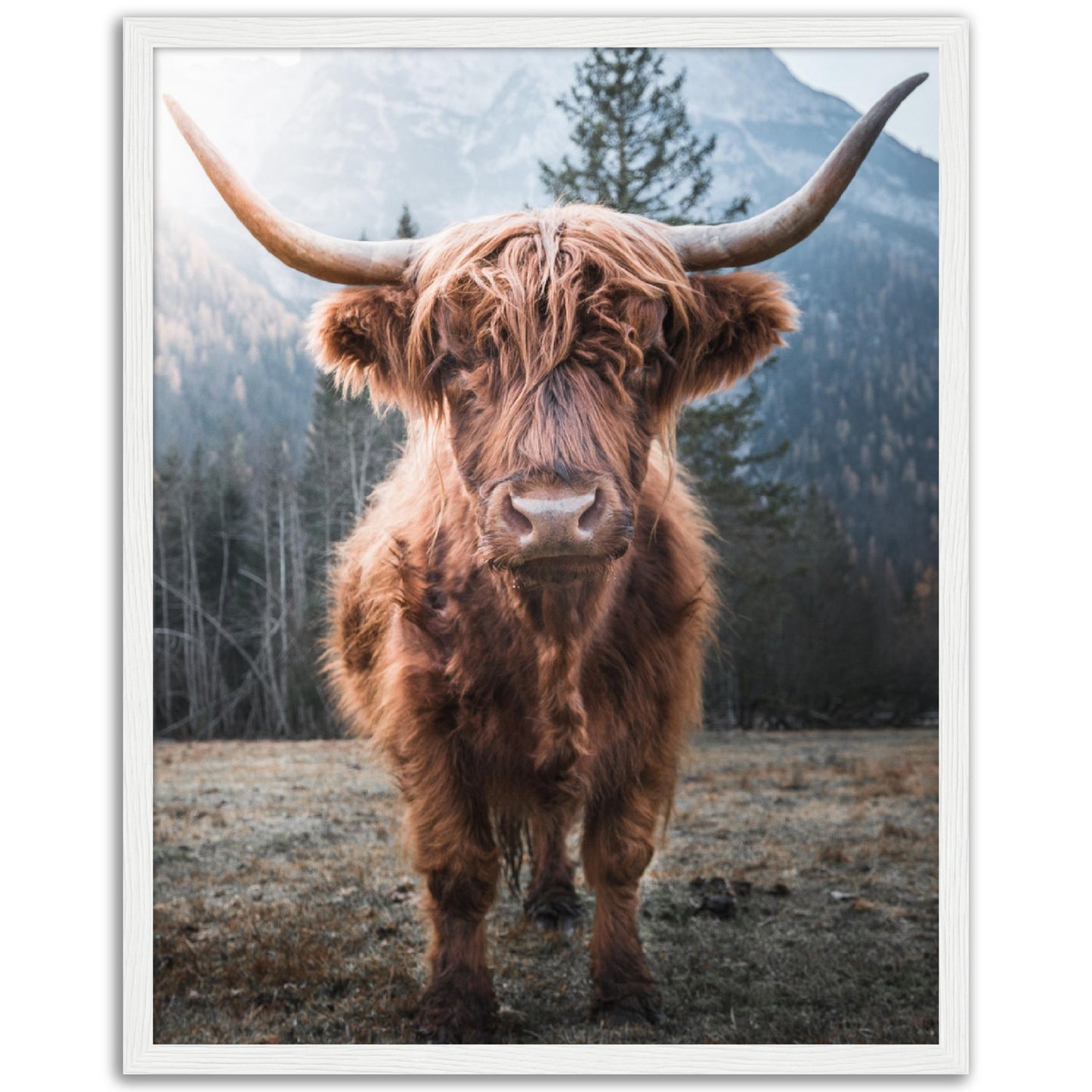 Highland Cattle Print, No2