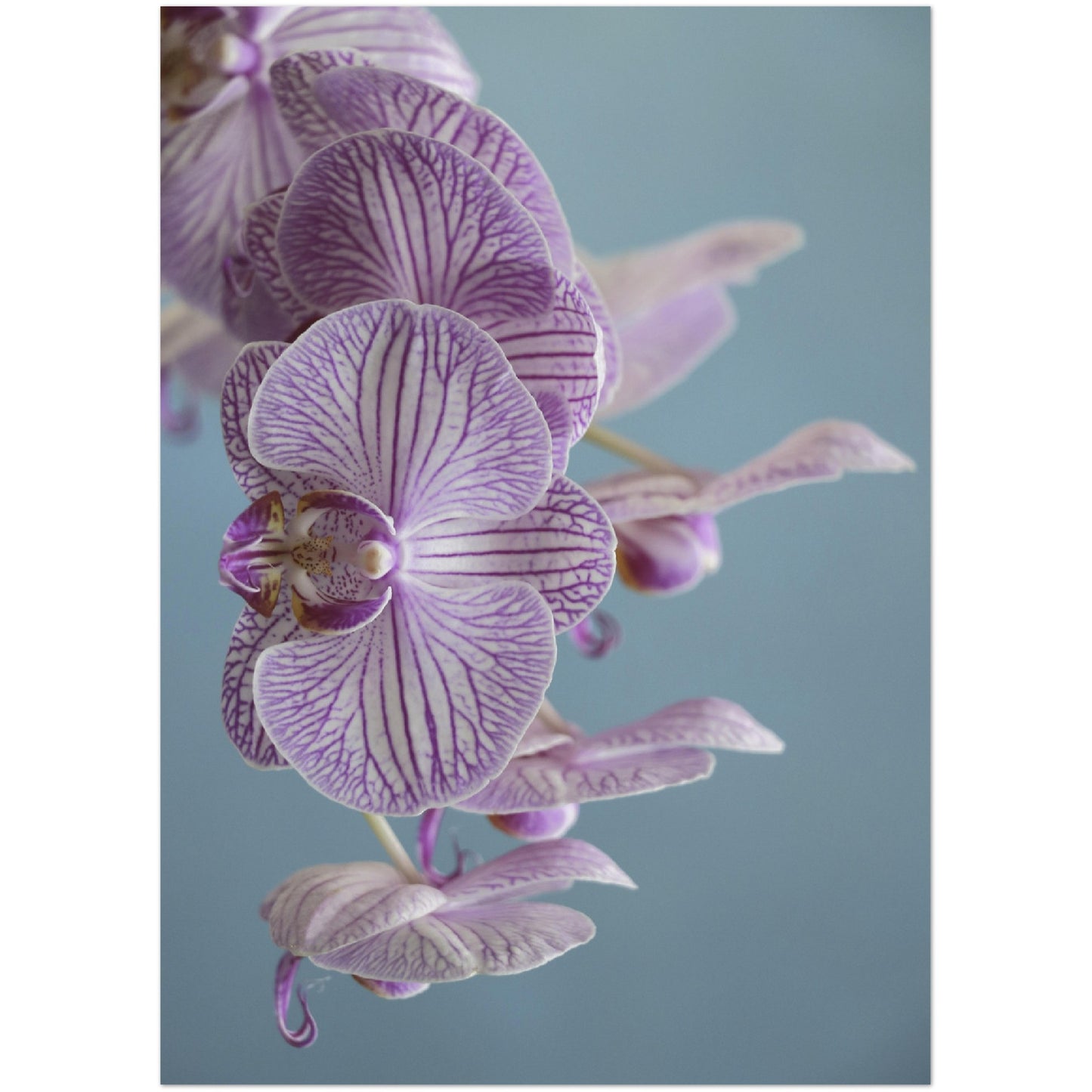 Purple Orchid Print