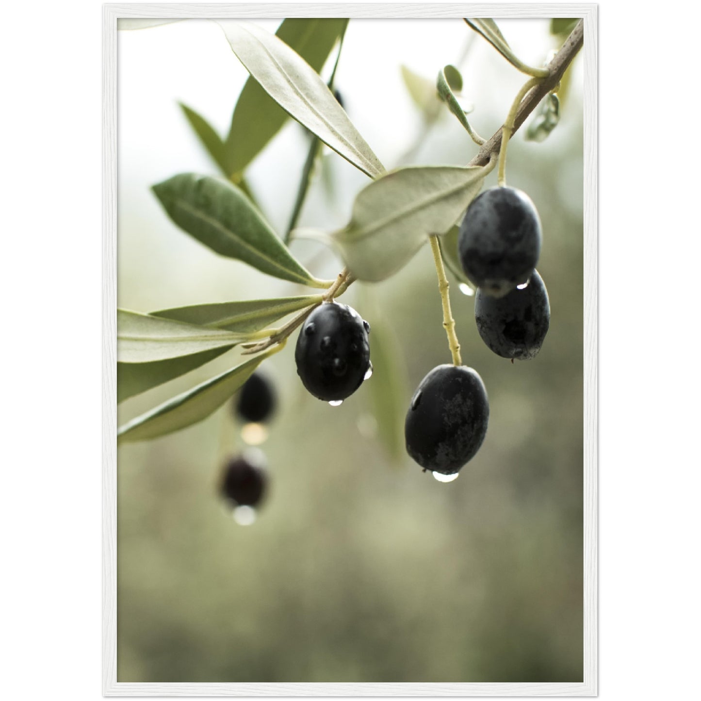 Olives Print