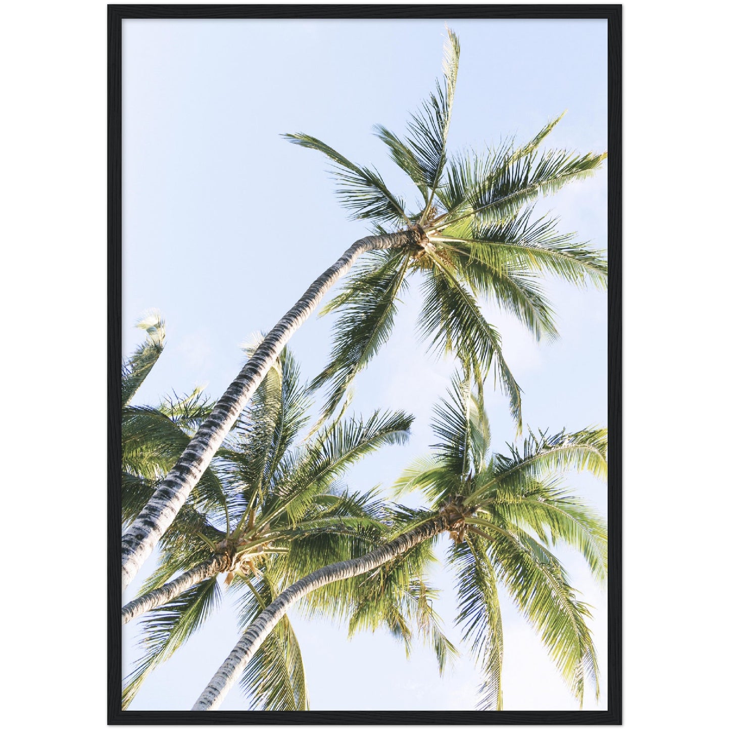 Three Palm Trees Print