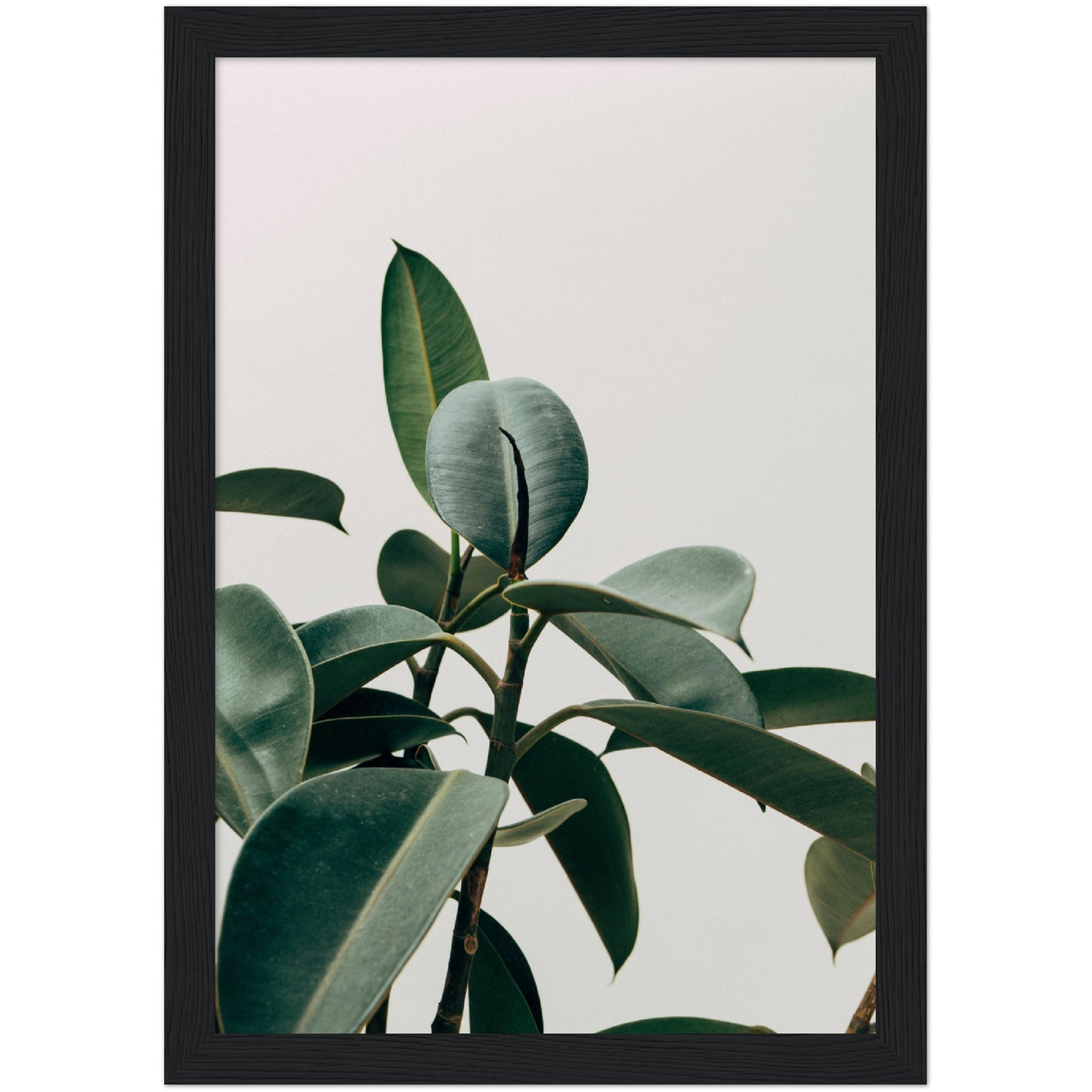 Rubber Fig Plant Print