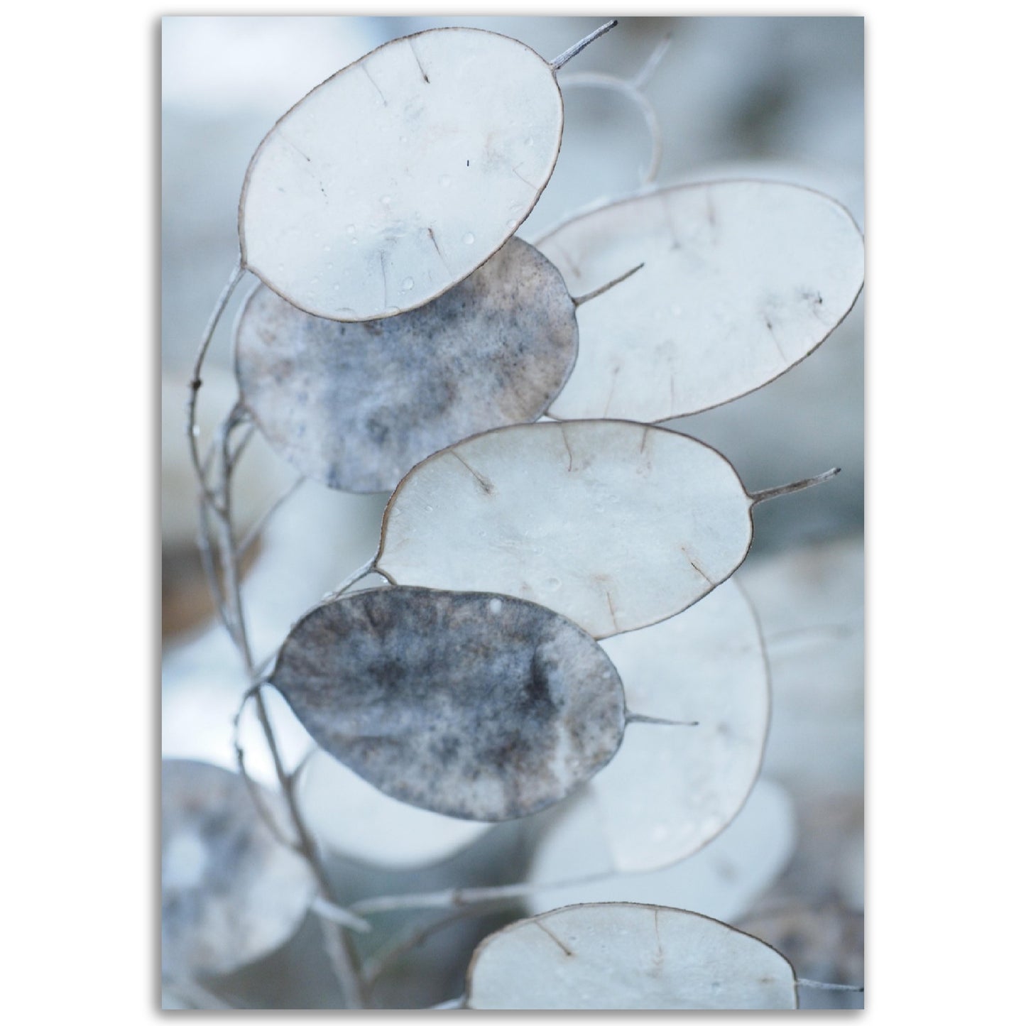 Grey Leaves Print