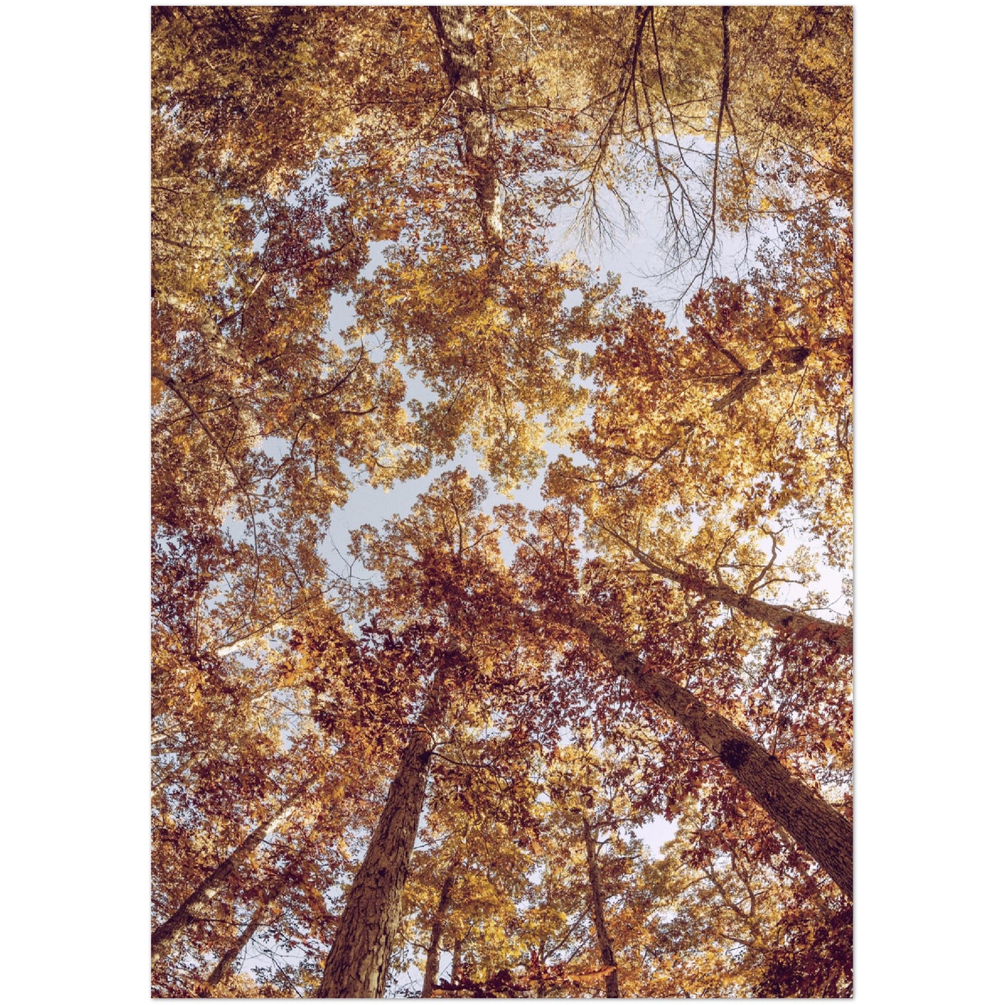 Autumn Canopy Print