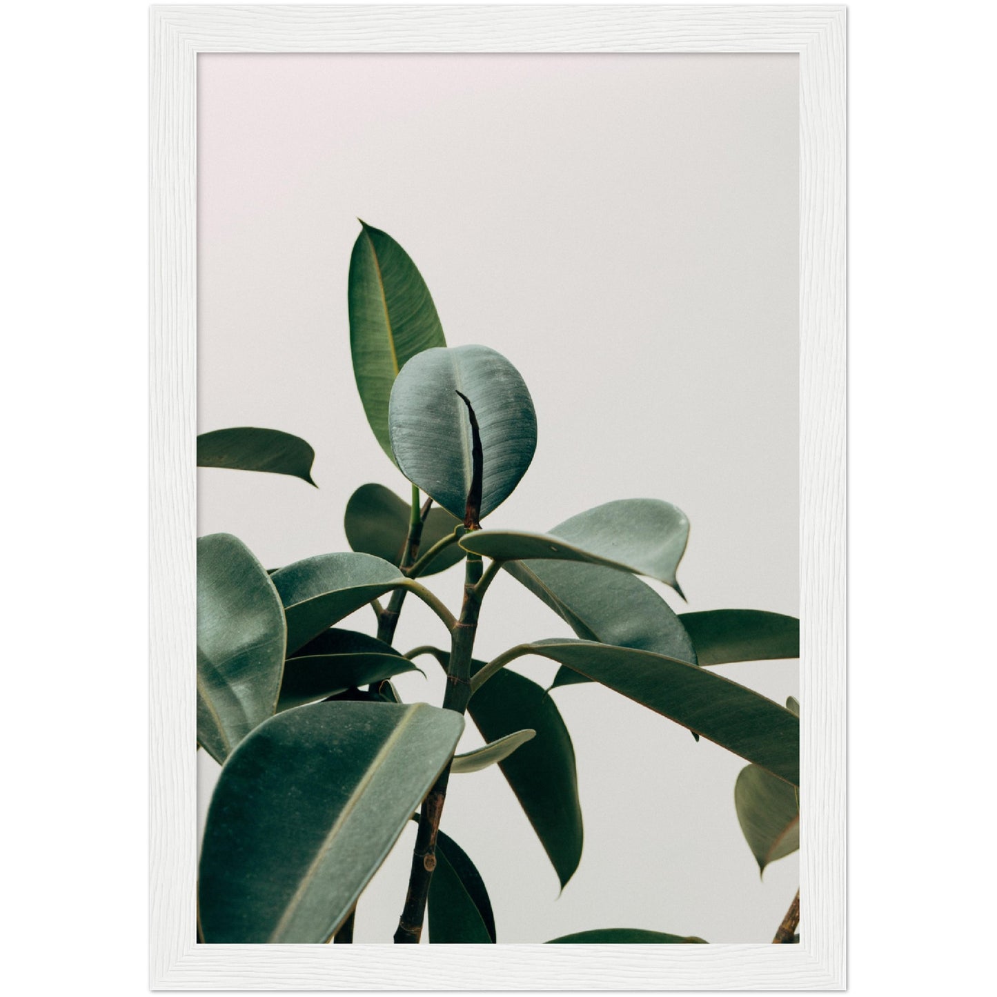Rubber Fig Plant Print