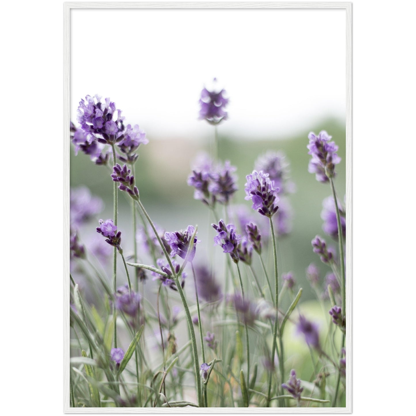 Lavender Print