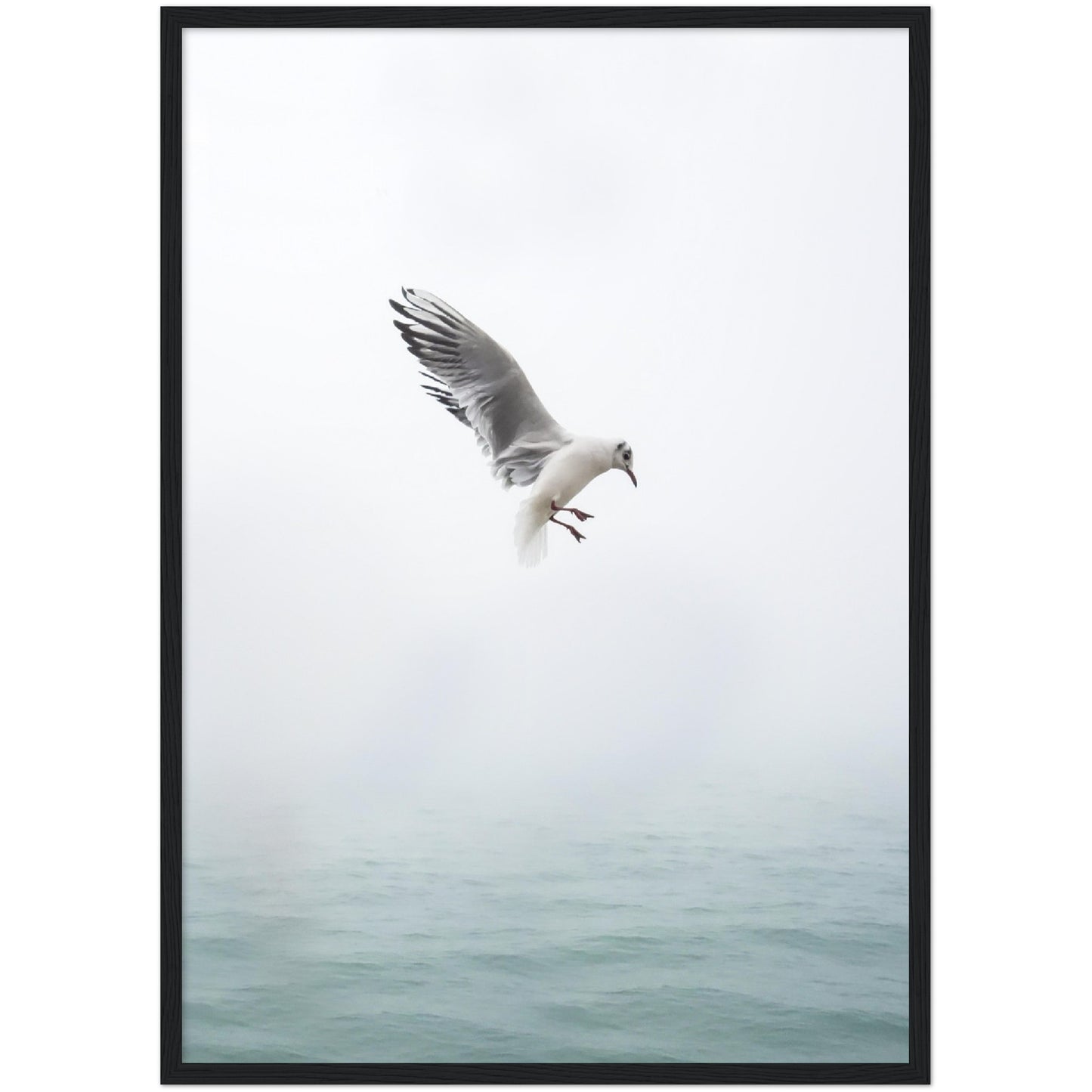 Seagull Print
