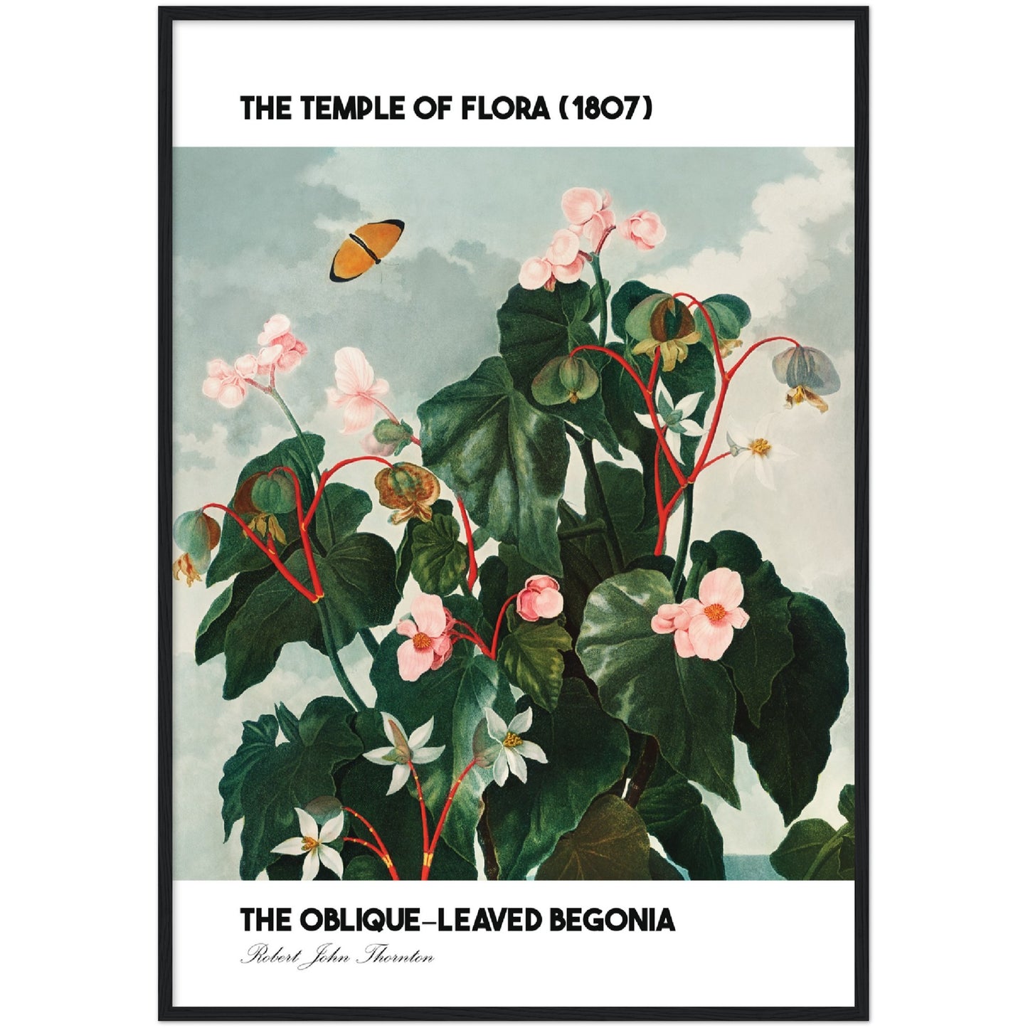 The Oblique-Leaved Begonia Print