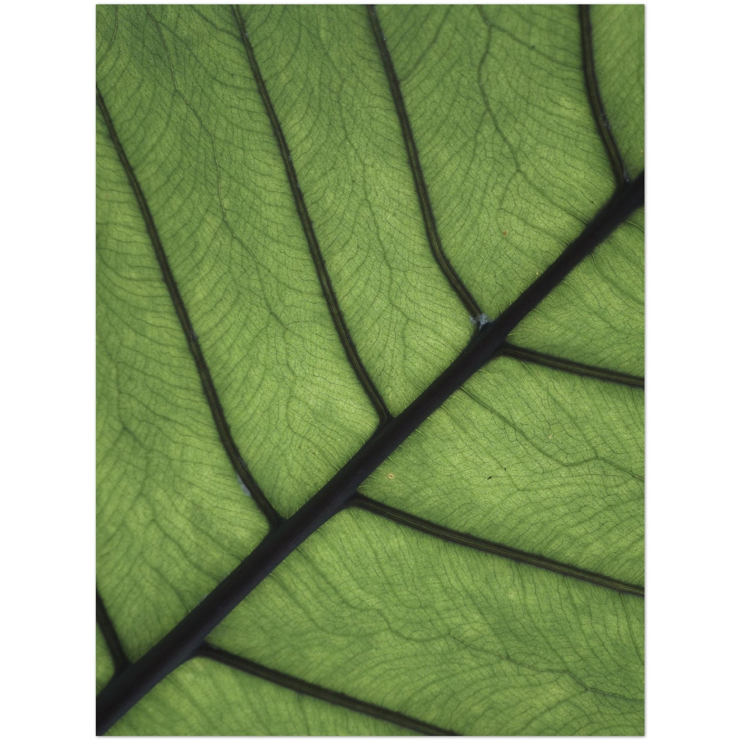 Leaf Texture Print