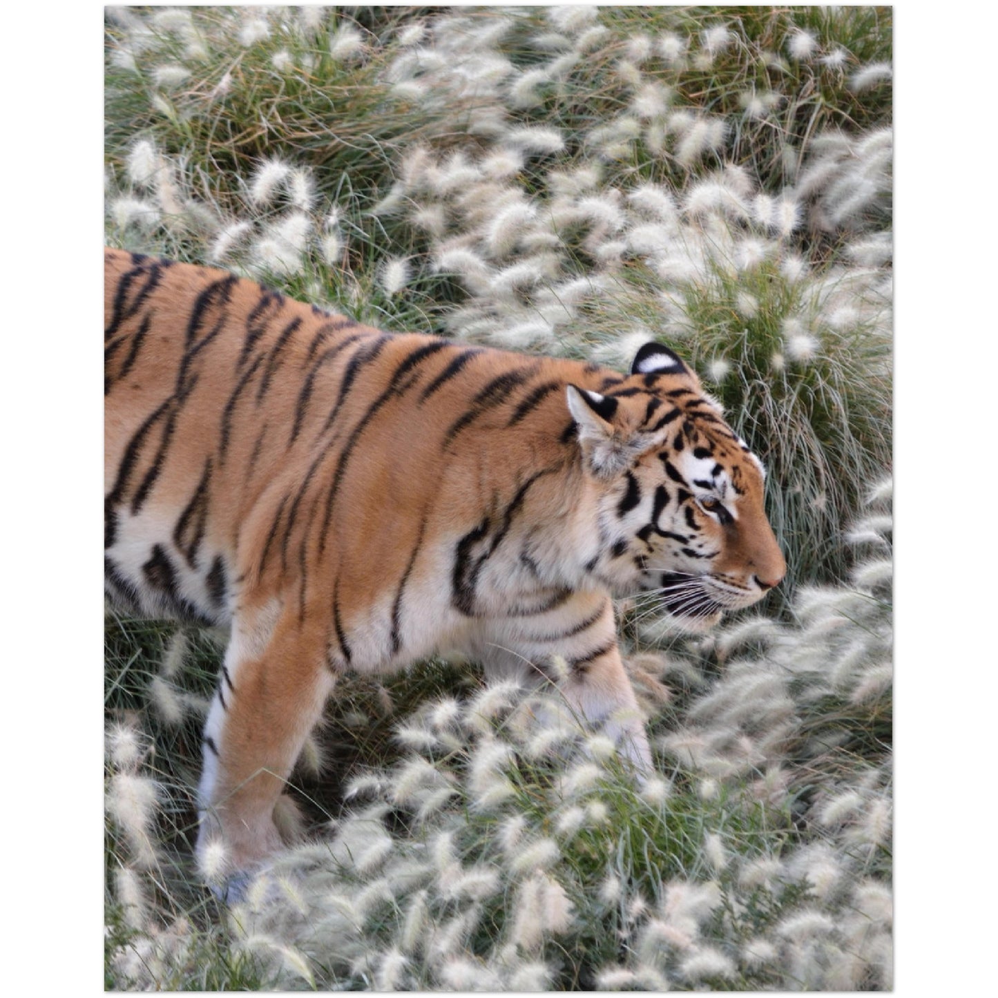 Grass Tiger Print