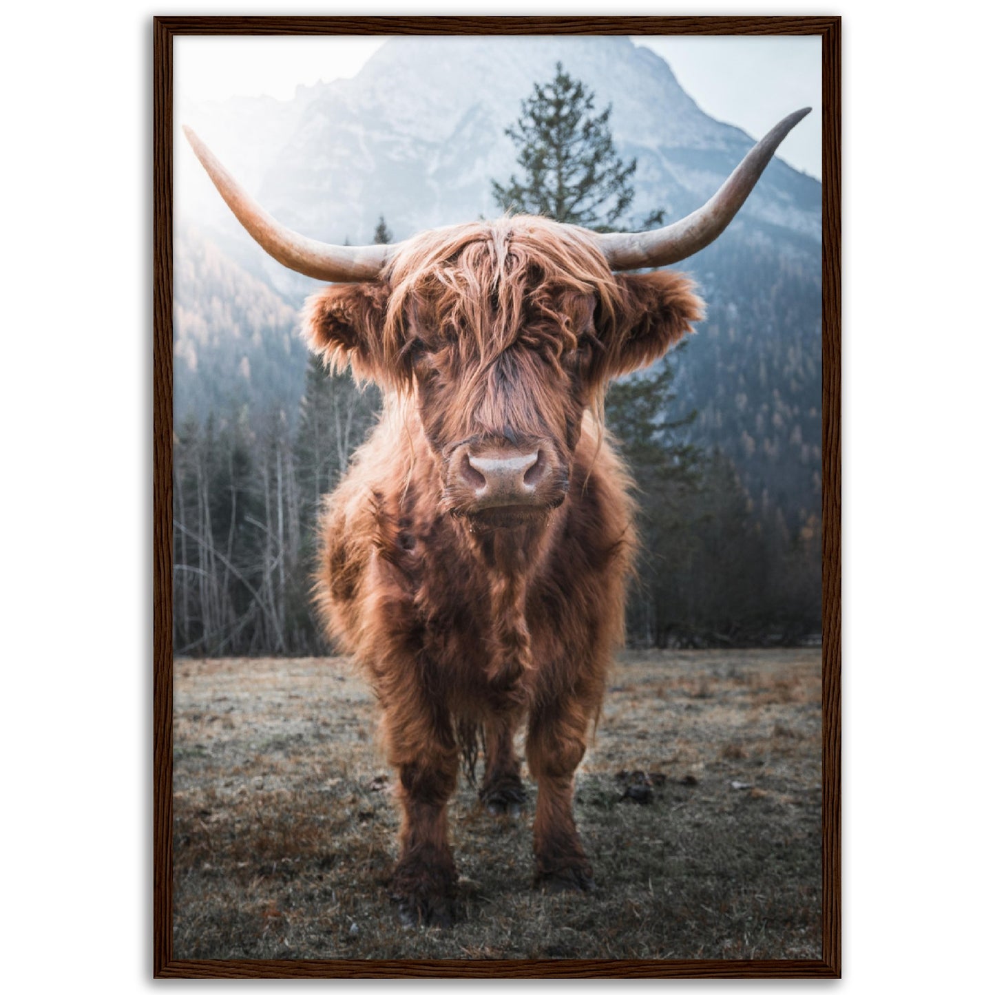 Highland Cattle Print, No2