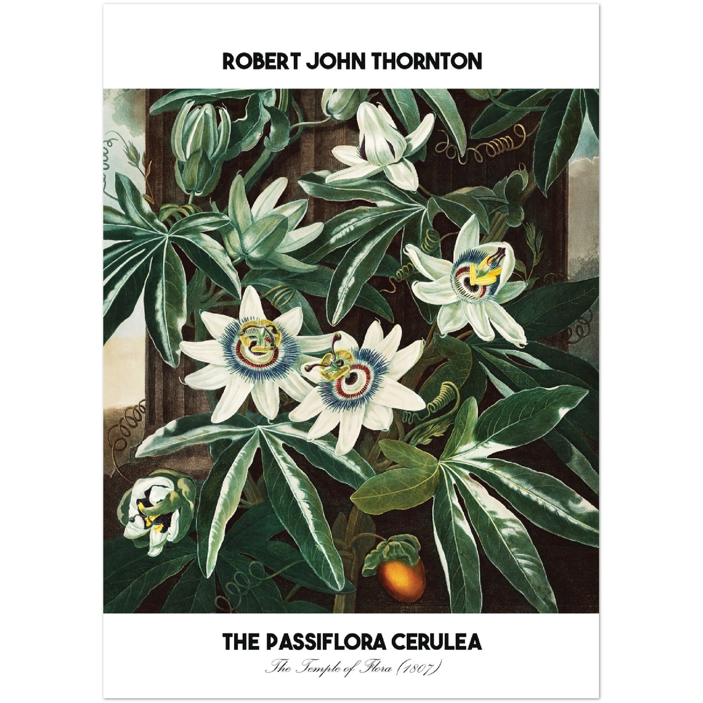 The Passiflora Cerulea Print