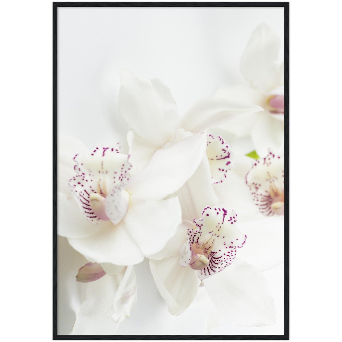 White Orchid Print
