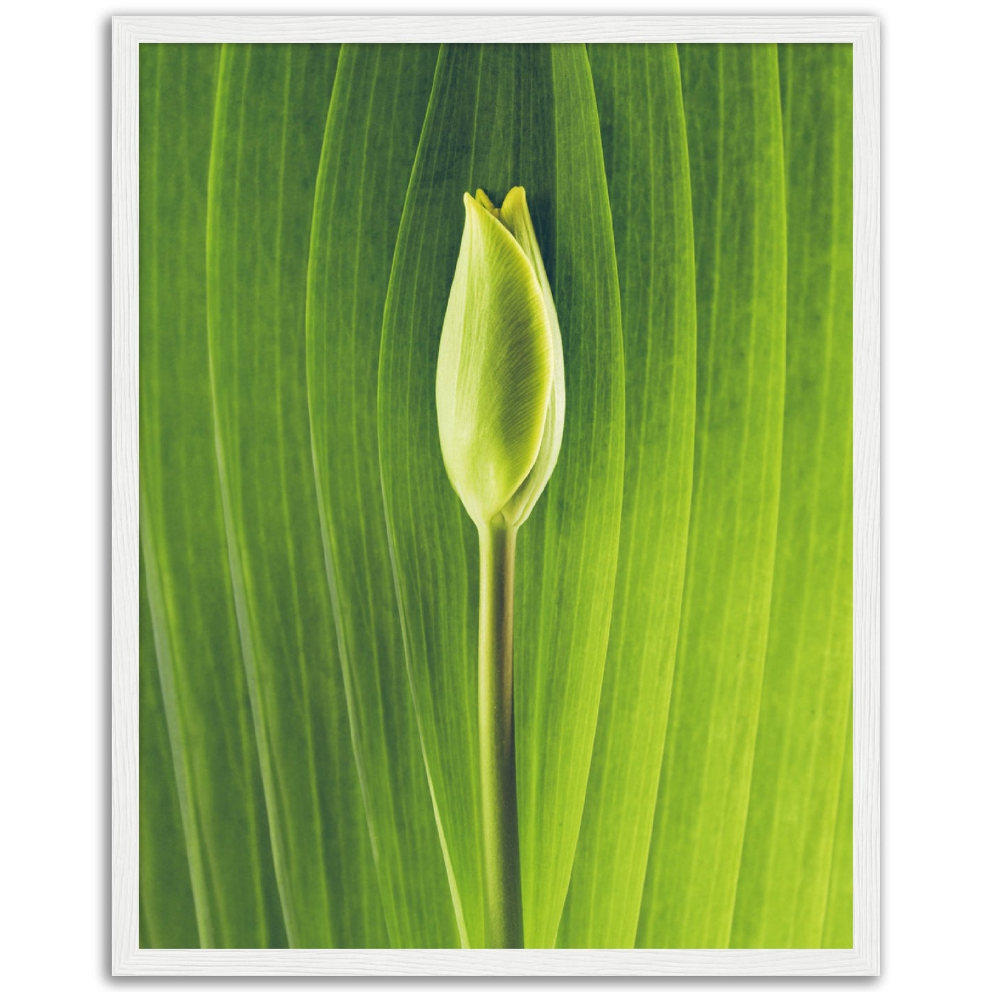 Tulip Bud Print