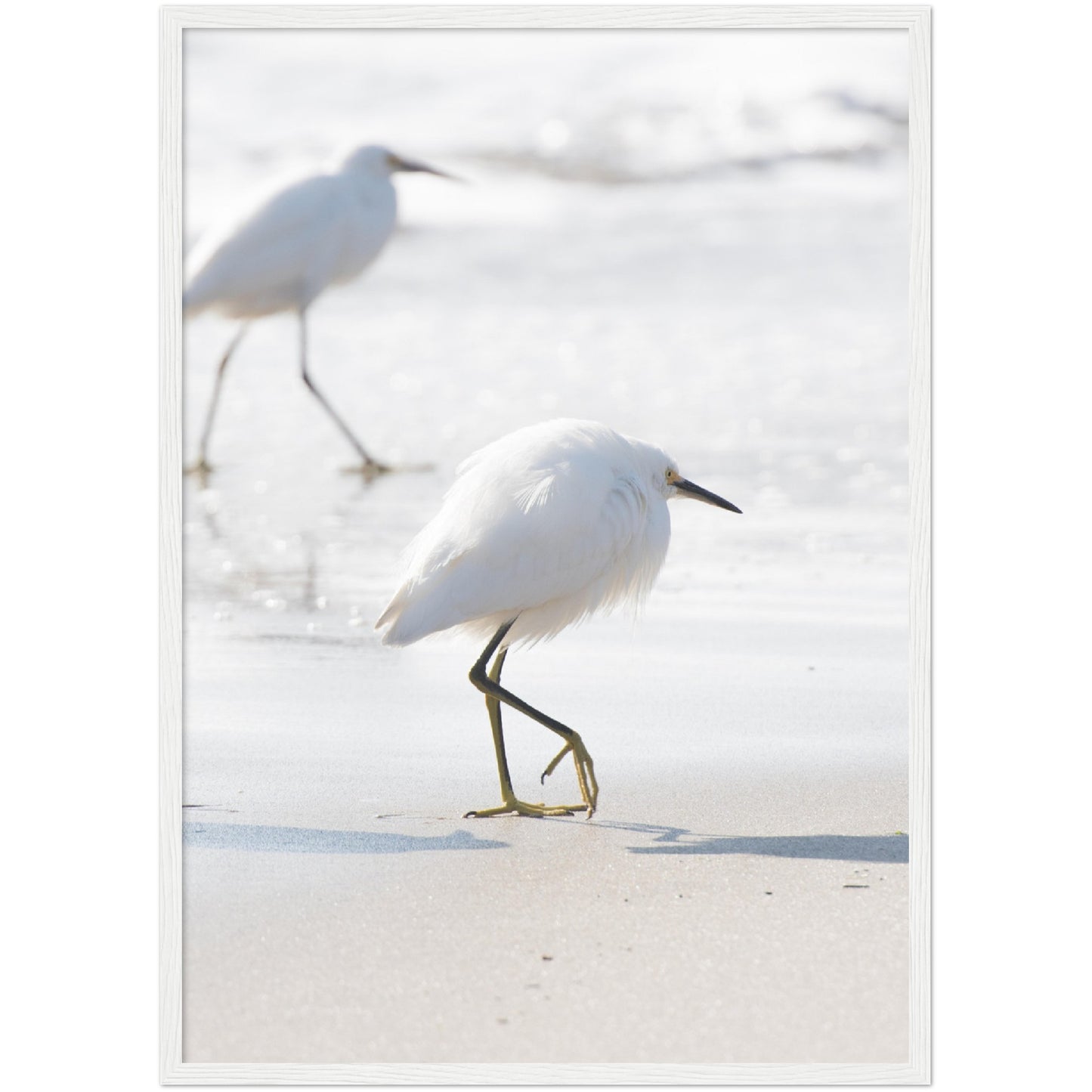White Egrets Print
