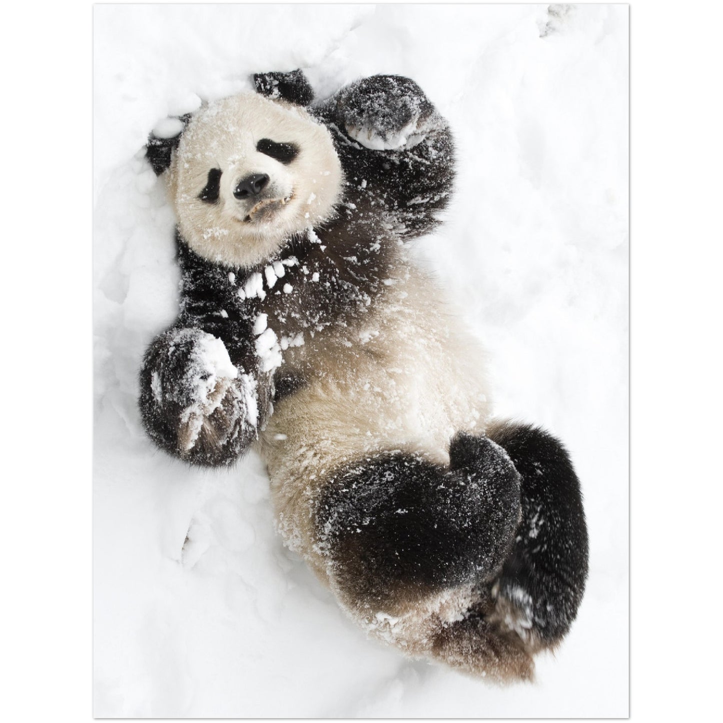 Playful Panda Print