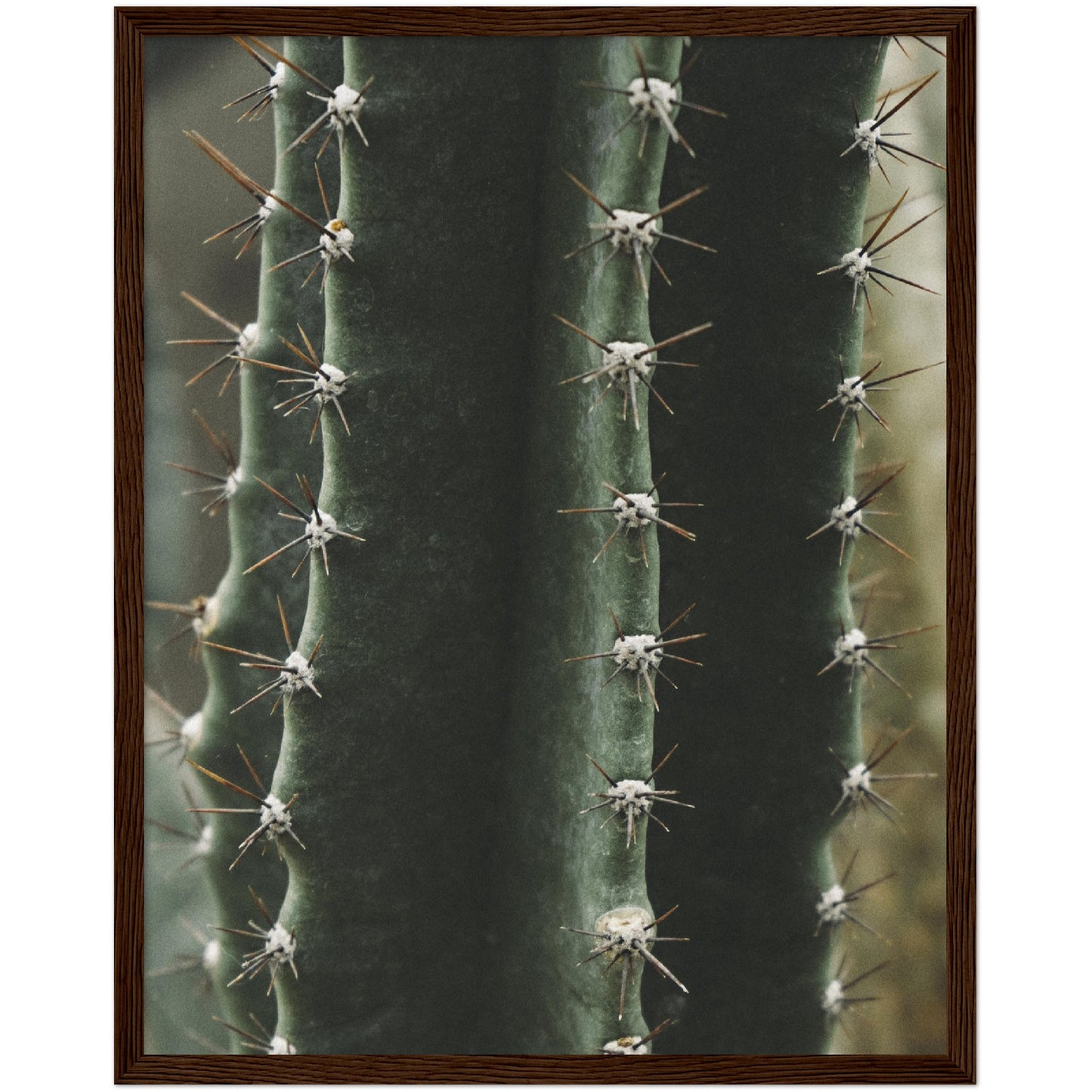 Cactus No2 Print