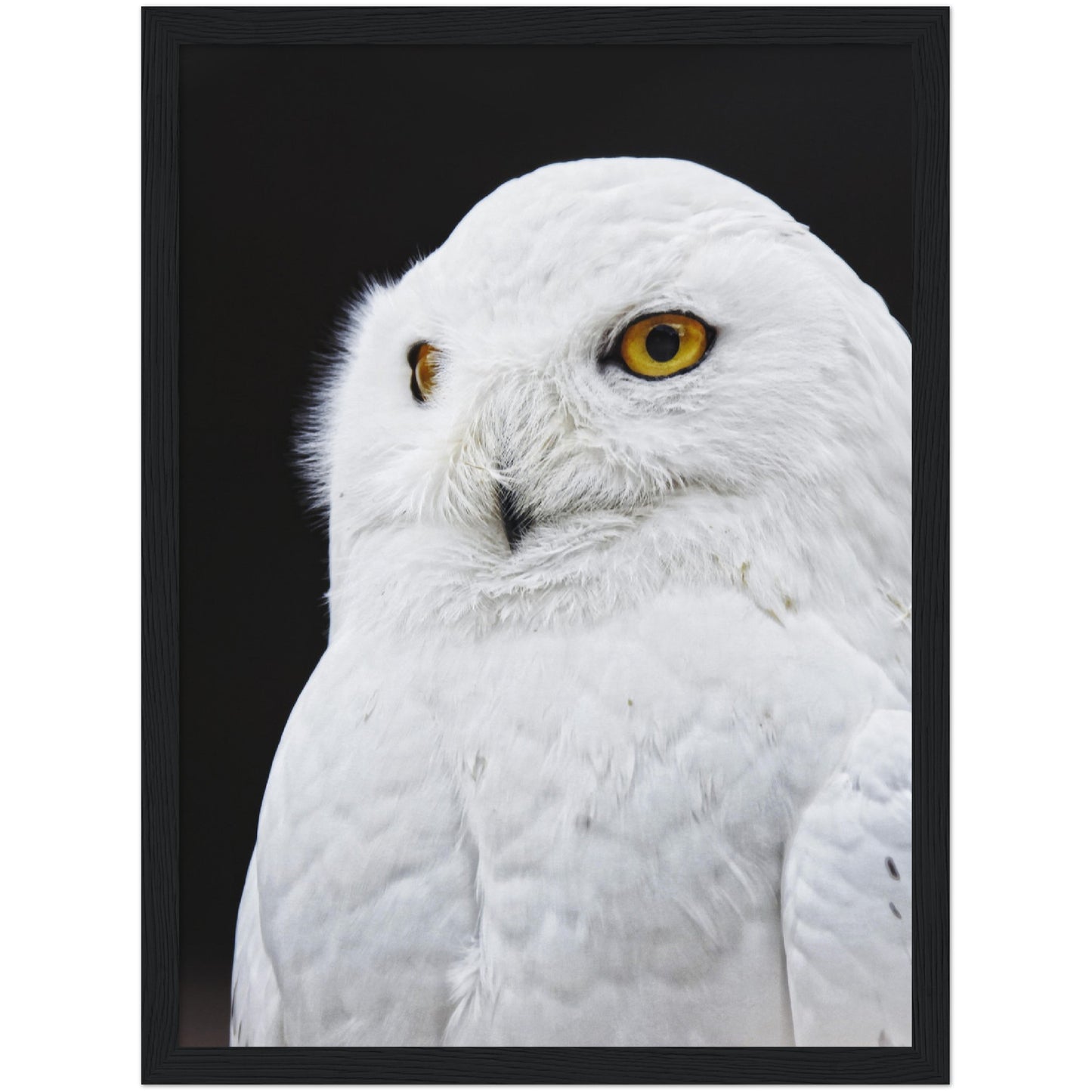 White Owl Print