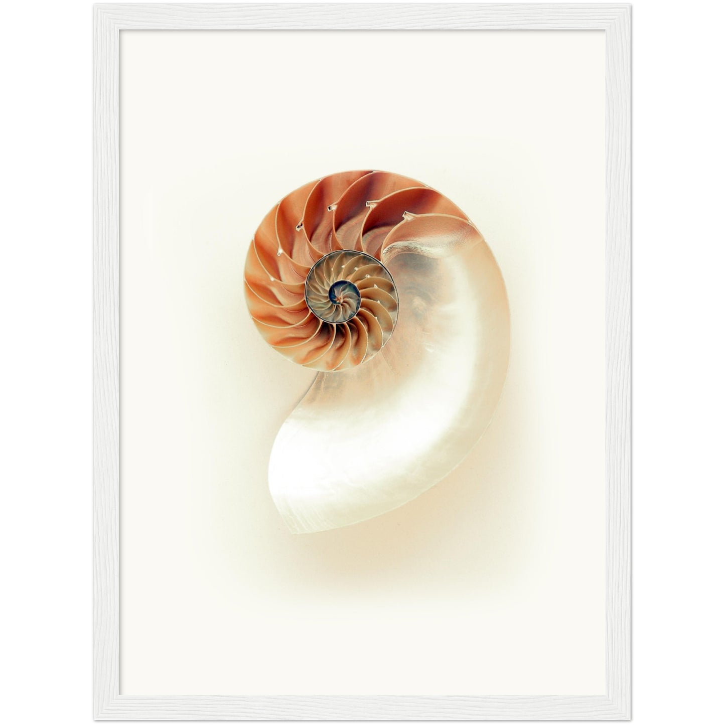 Nautilus Shell Print