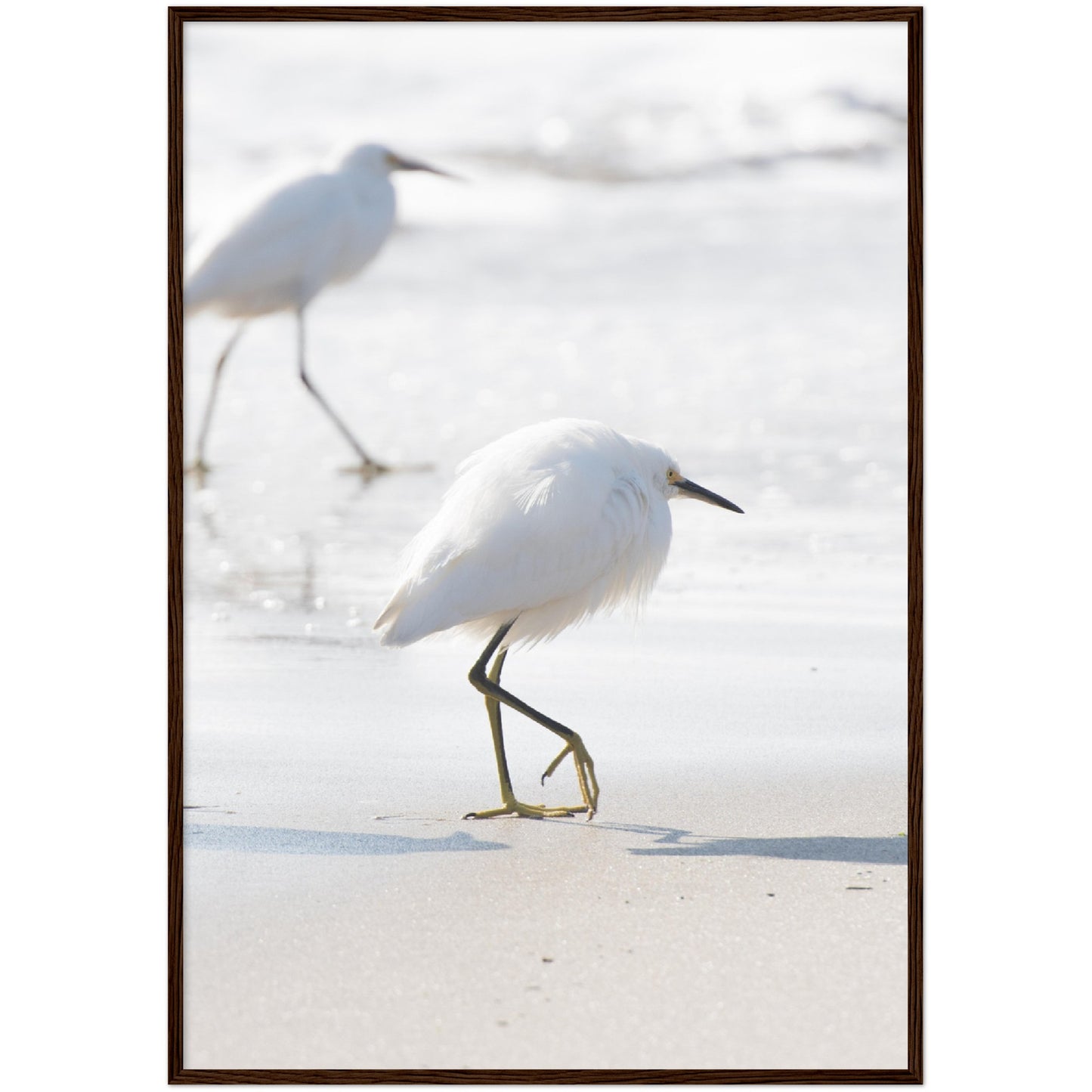 White Egrets Print