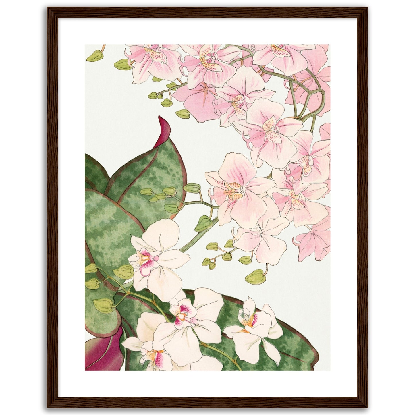 Pink Orchid Flowers Print