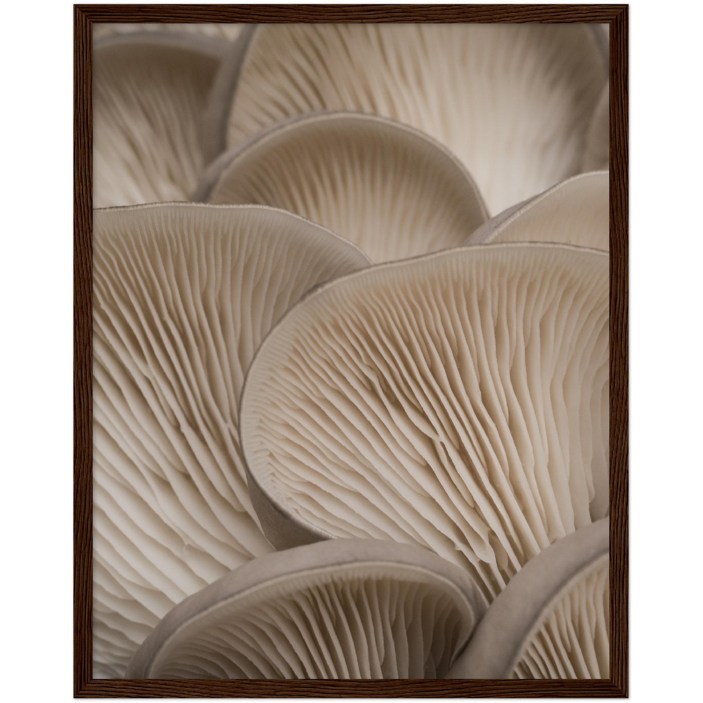 Oyster Mushrooms Print