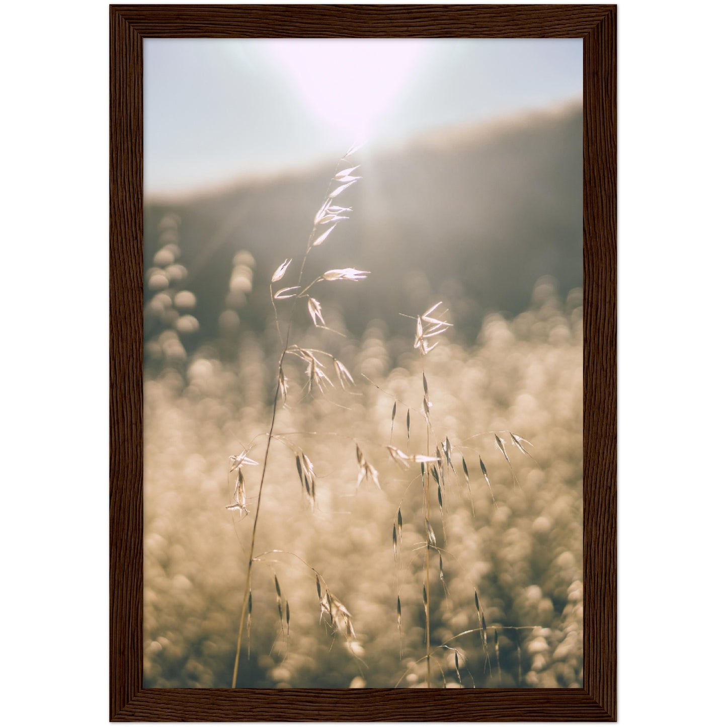 Sunlight Grass Print