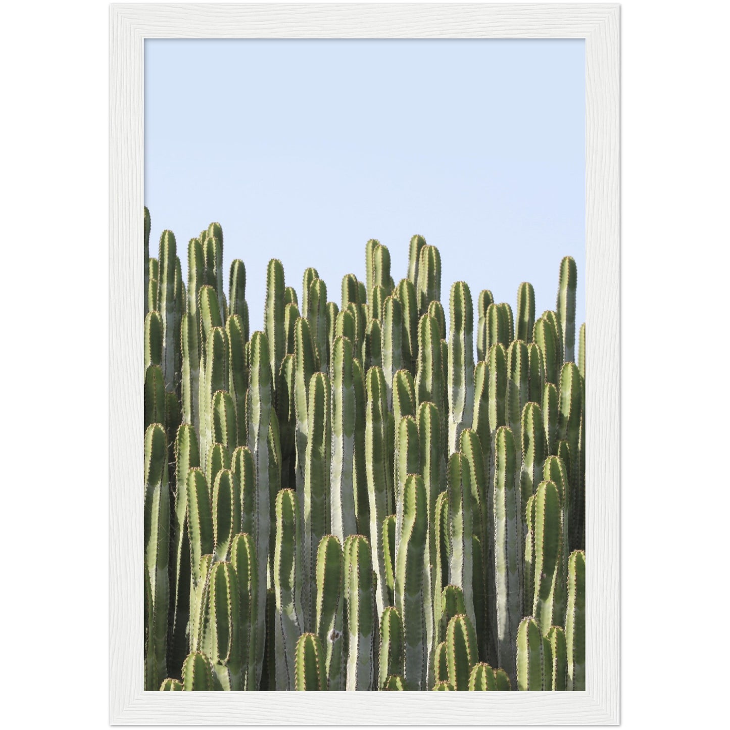 Cacti Print