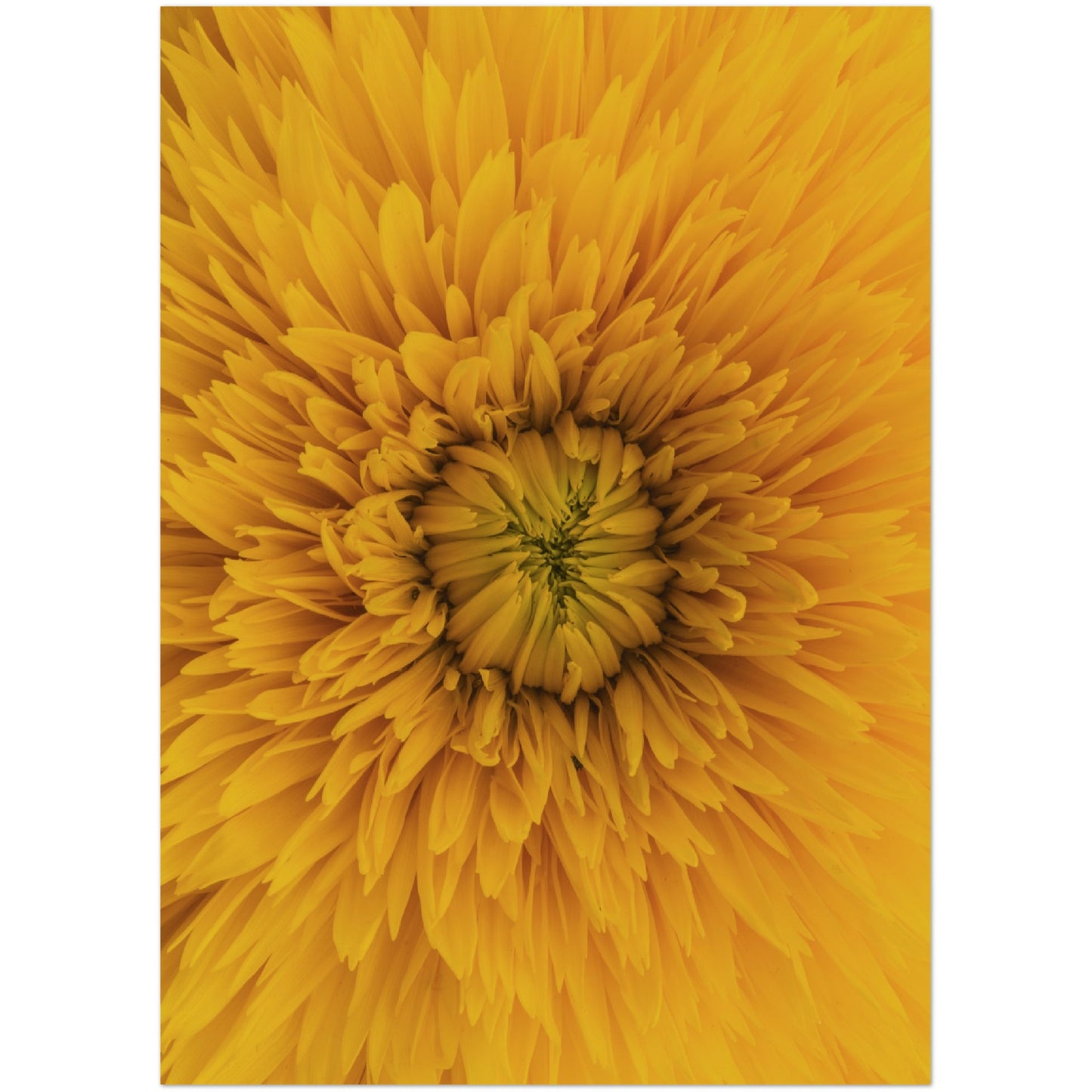 Yellow Flower Print