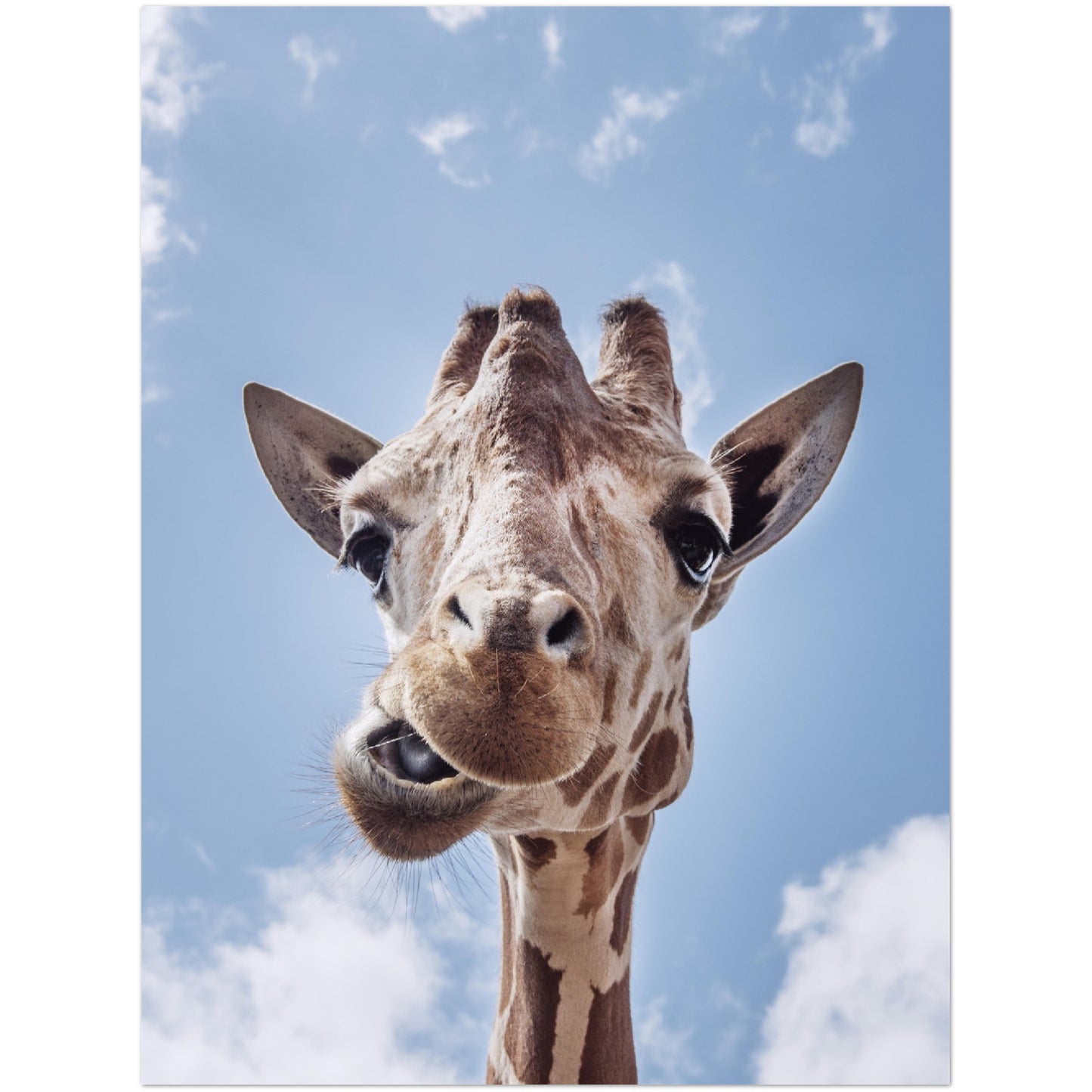 Giraffe Face Print
