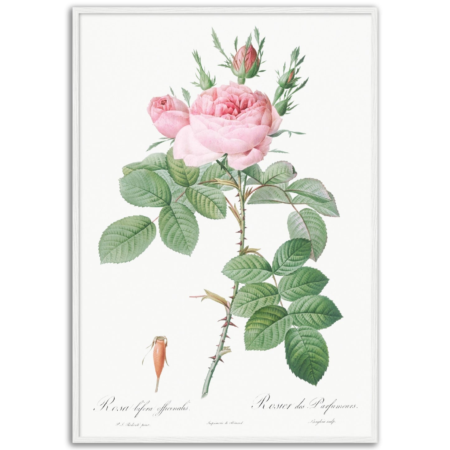 Rose of Perfume Print