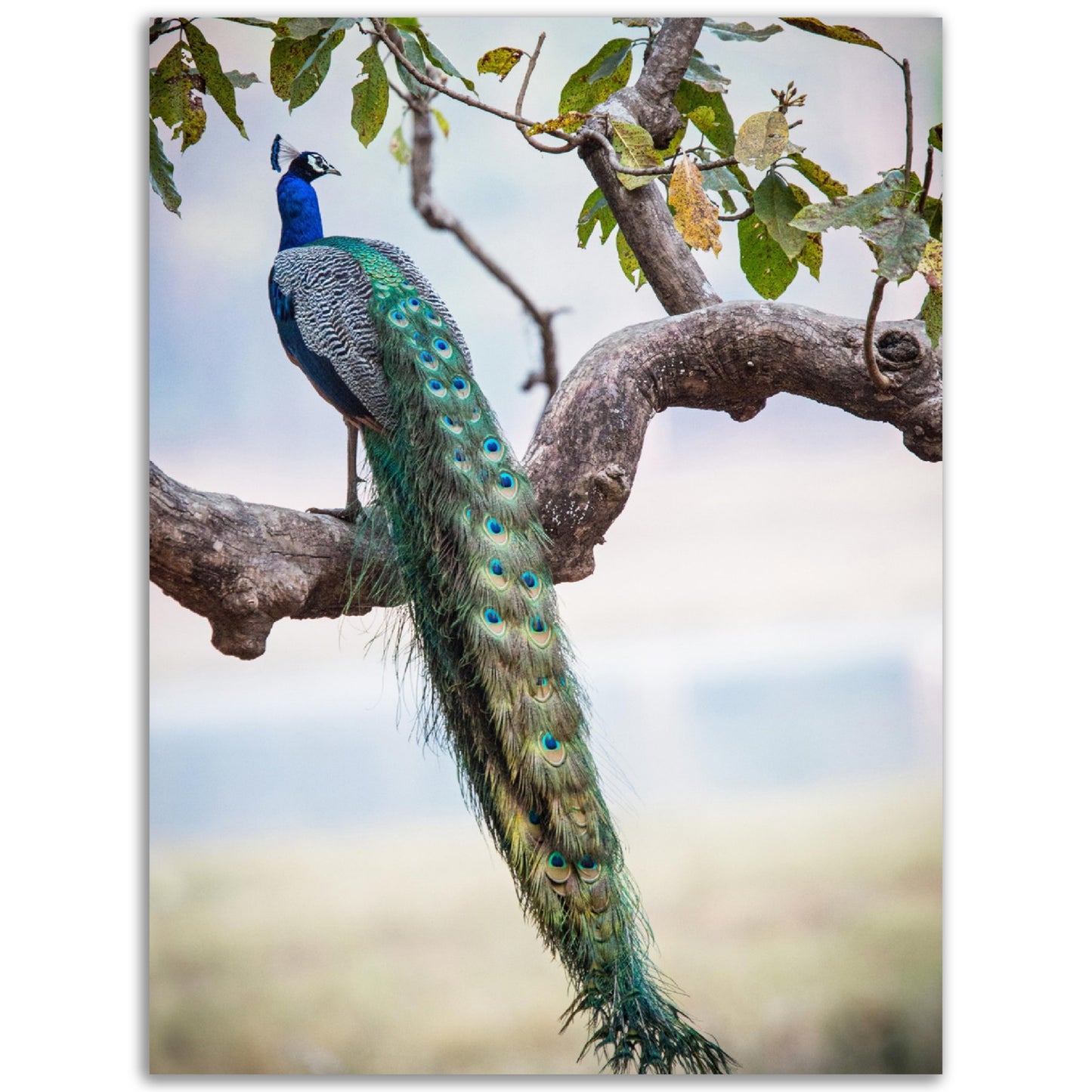 Peacock in a Tree Print
