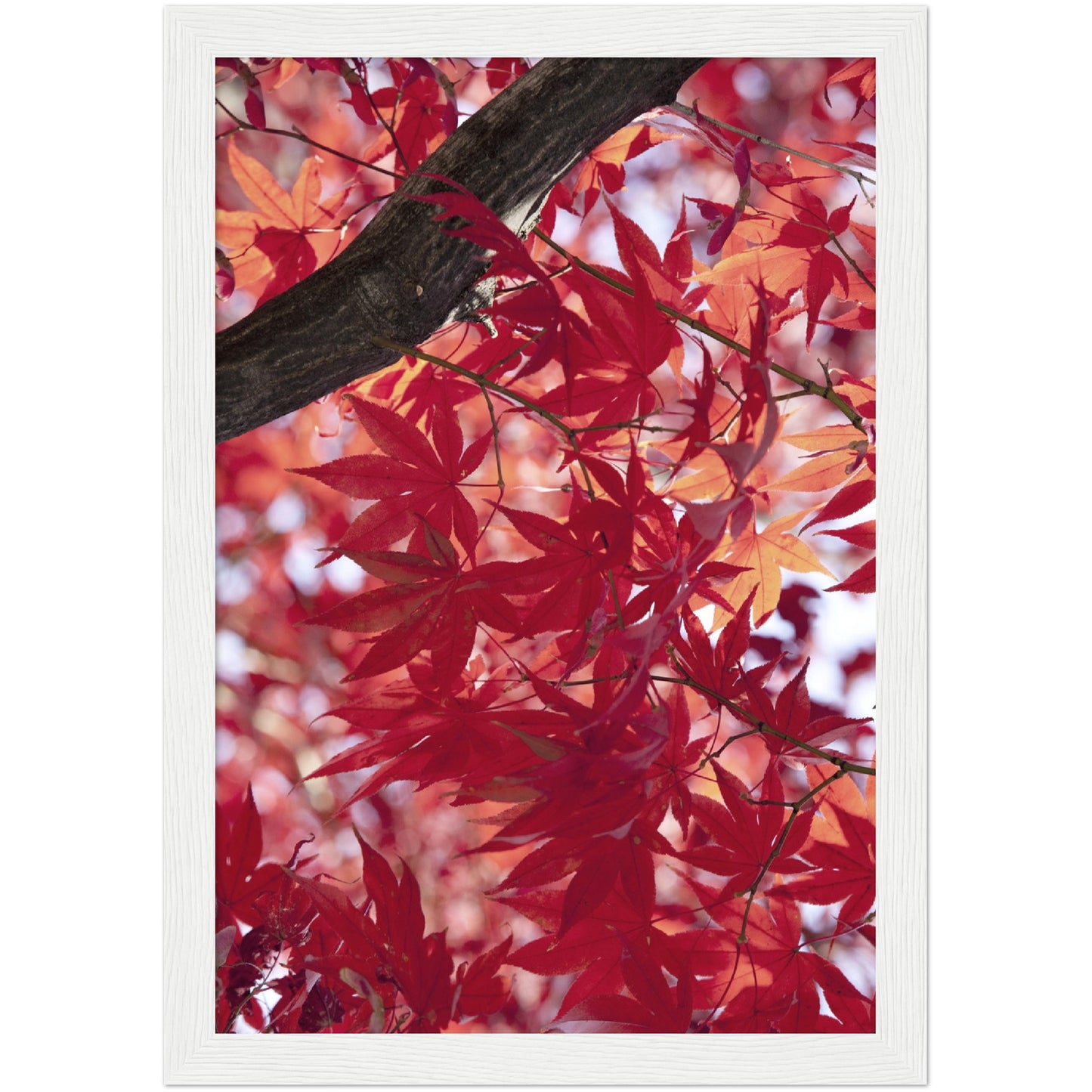 Red Maple Print