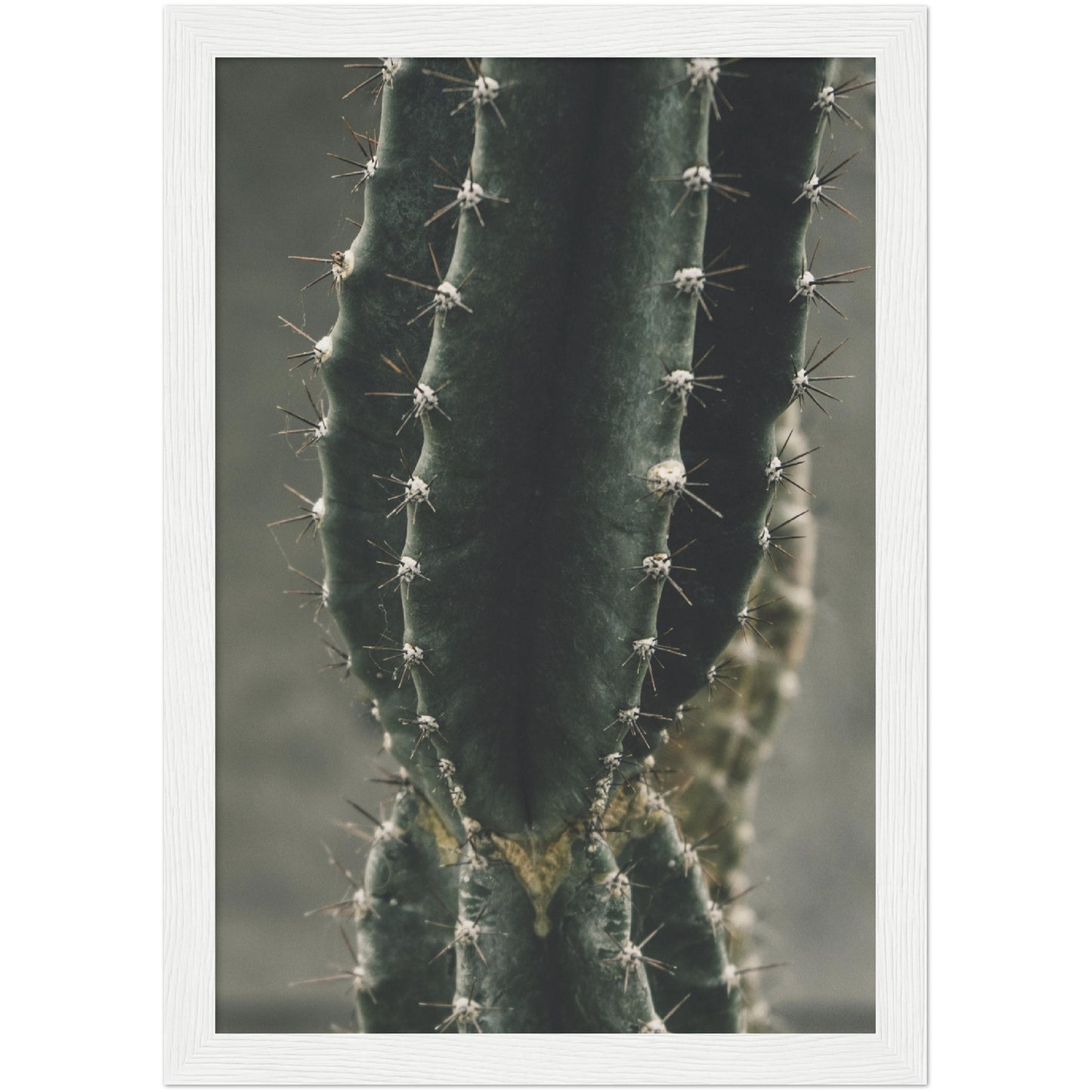 Cactus No1 Print