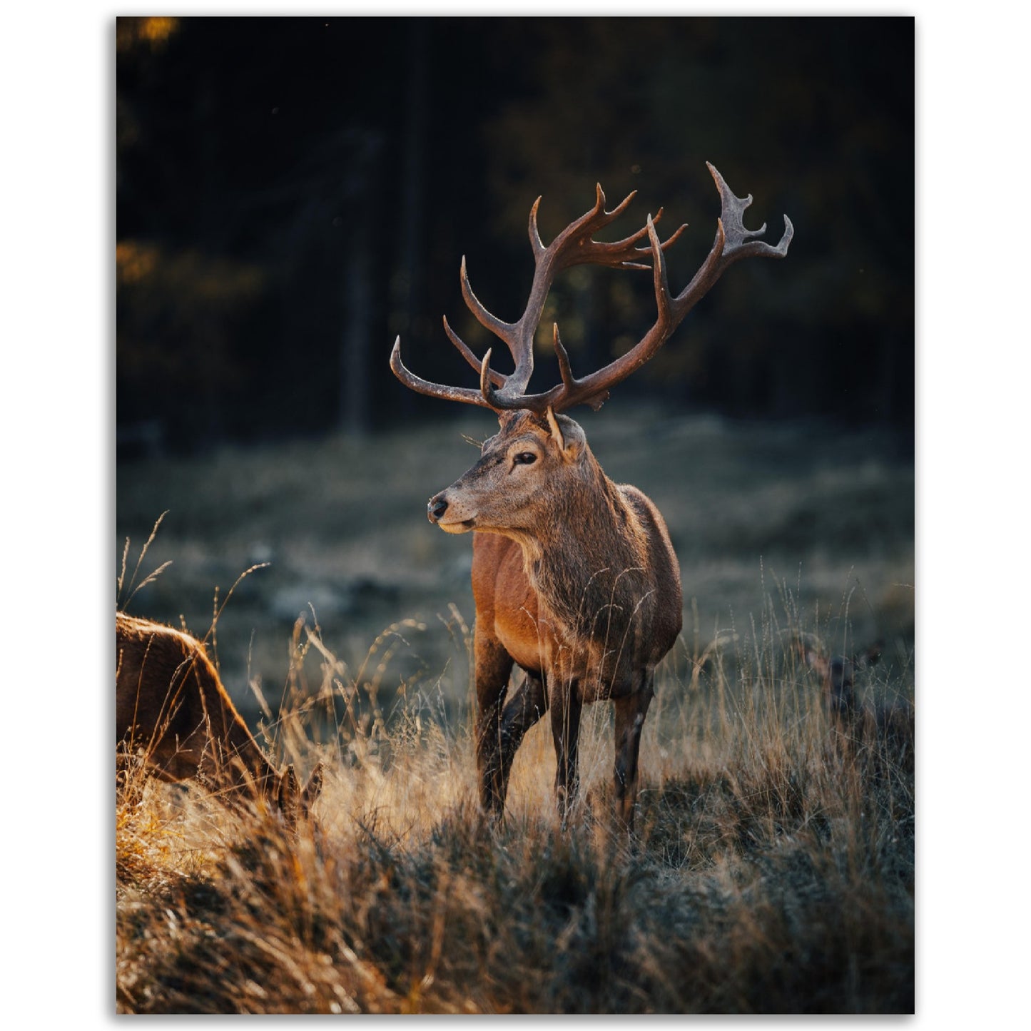 Red Deer Print