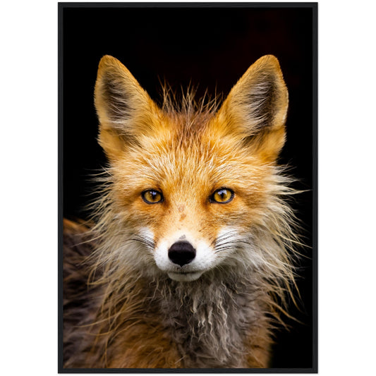 Little Red Fox Print