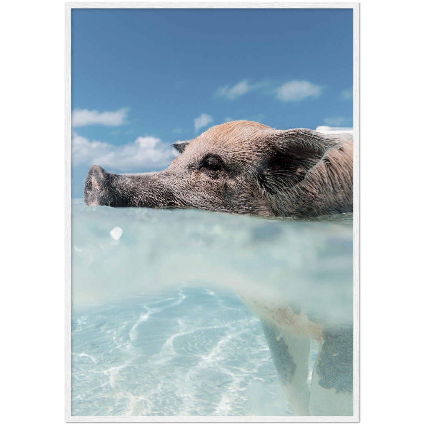 Swimming Pig Print